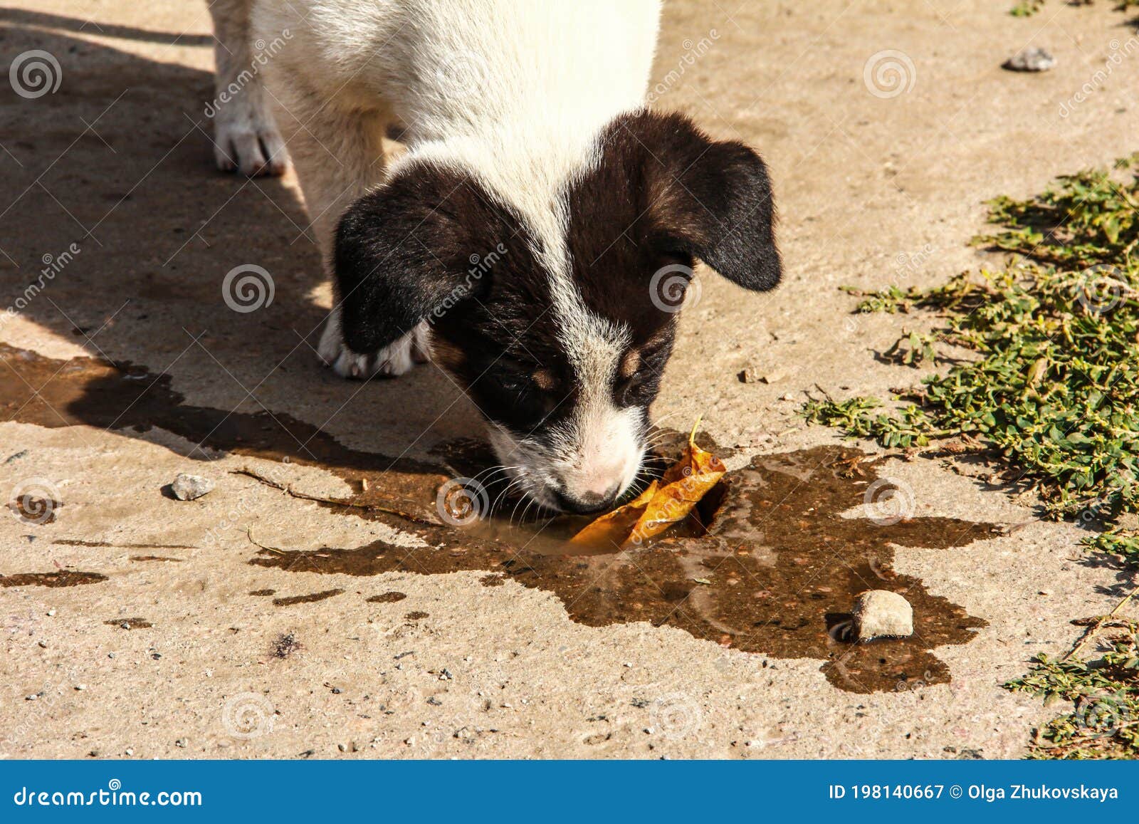 A Stray Puppy Drinks Water from a Puddle Stock Image Image of nature