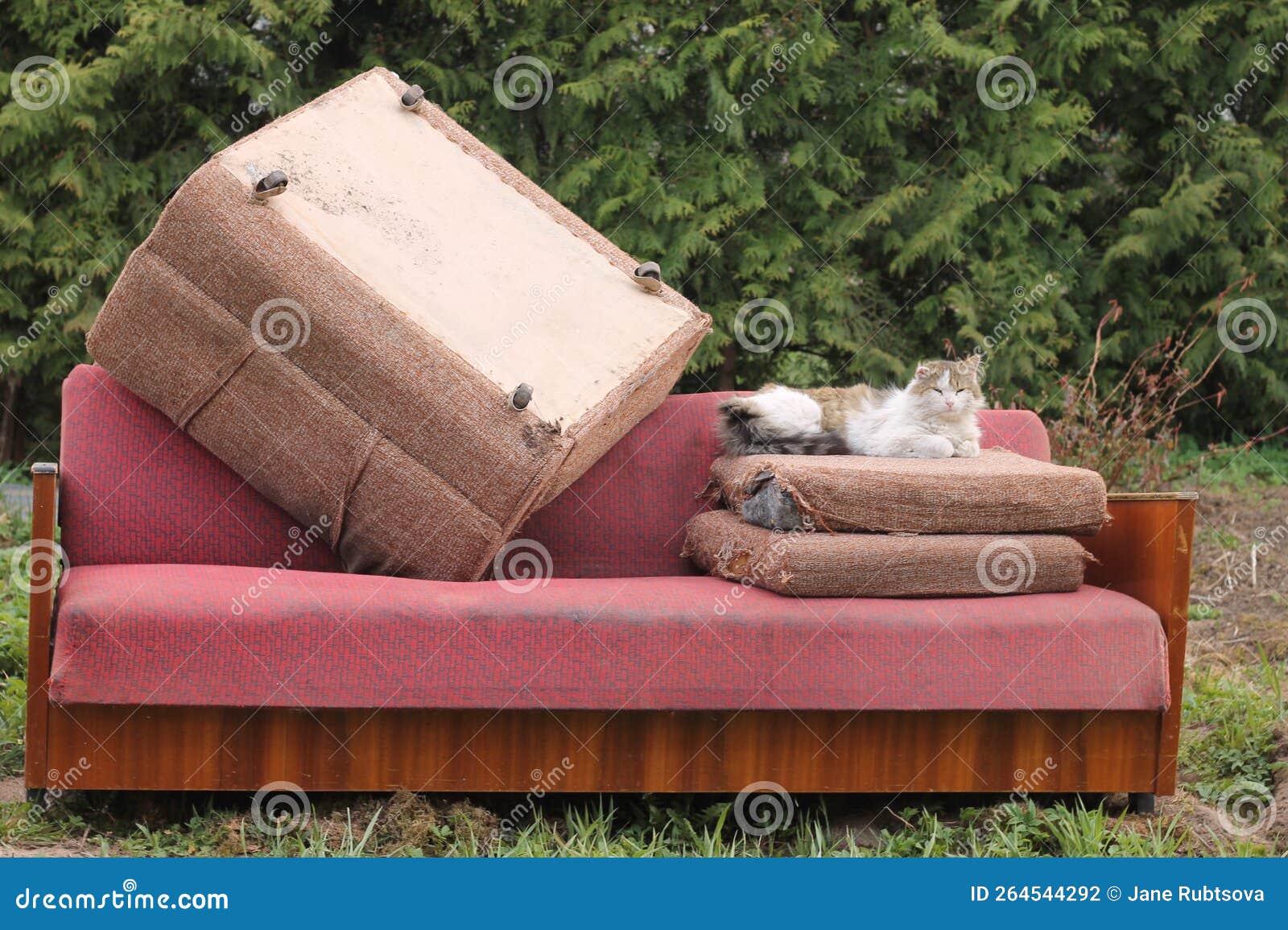 Stray Tabby Cat with One Ear Lying Down on Old Pillows of Pink Soft Old Sofa As Trash on Dump
