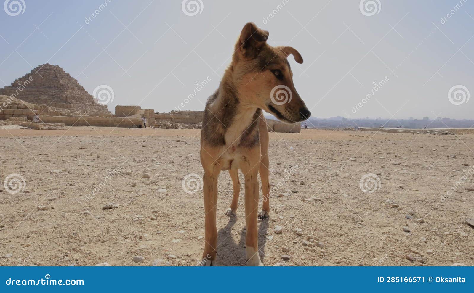 Stray Wild Dogs at the Base of the Great Pyramids of Giza in Egypt