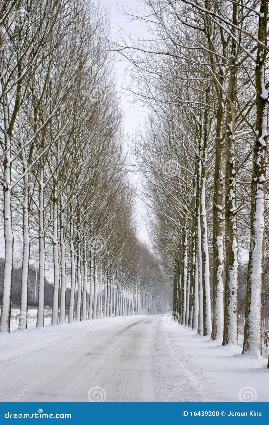 Straße voll des Schnees. Straße mit großen Bäumen nach vielem Schnee