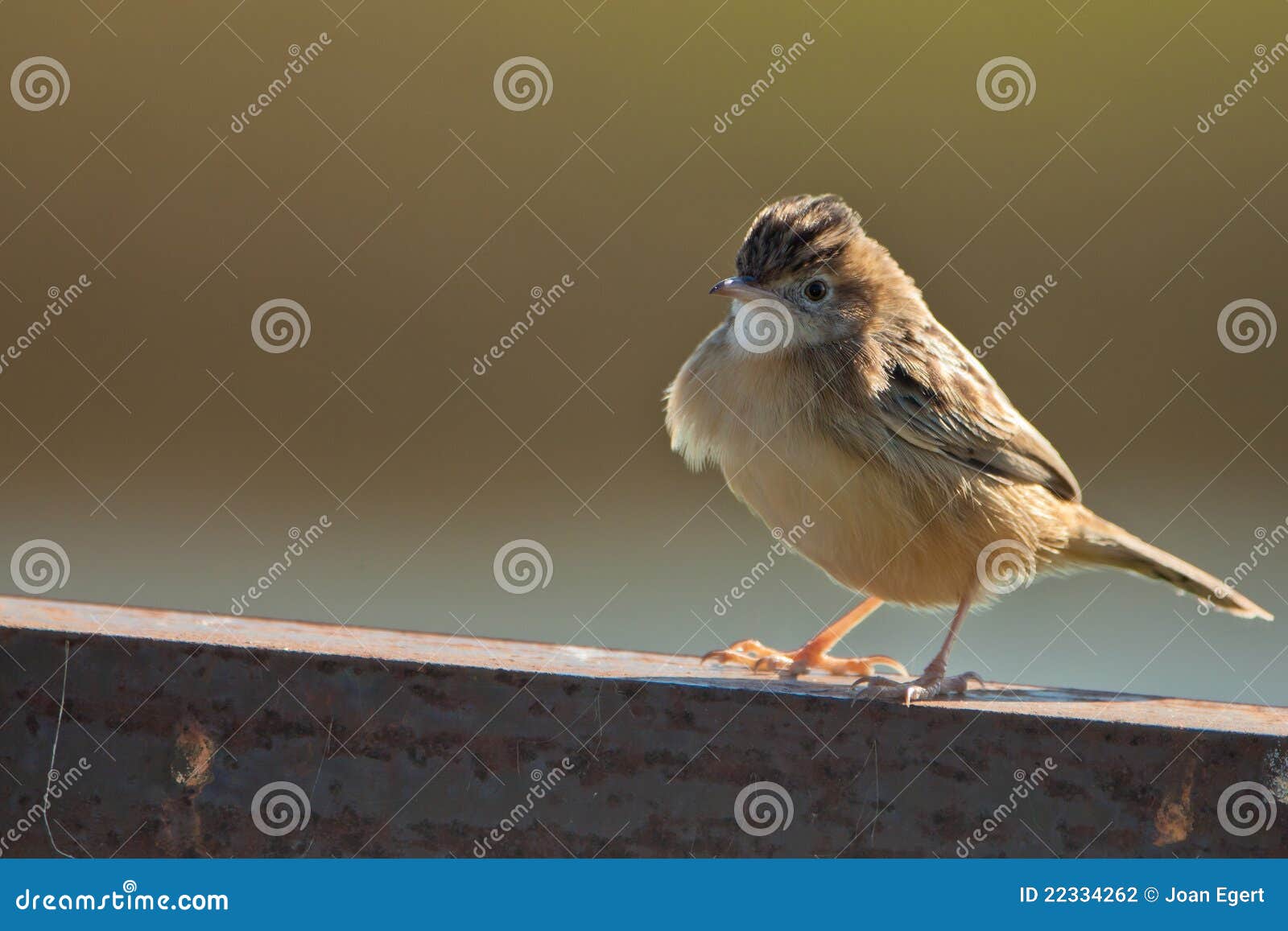 a streaked fan-tailed warbler on a fence