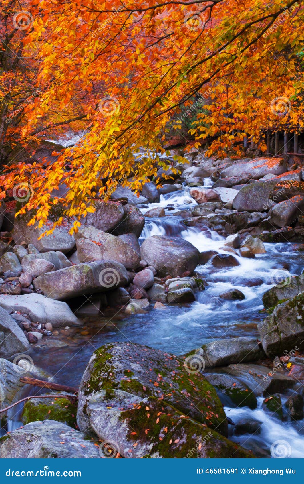 stream acrossing golden fall forest