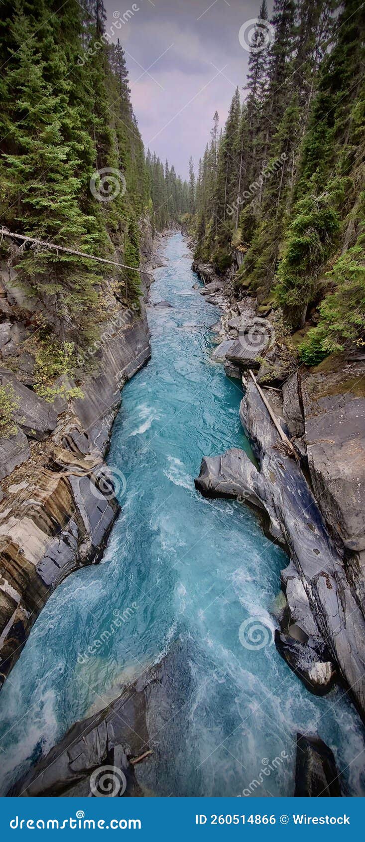 a stream flows through the mountain forest