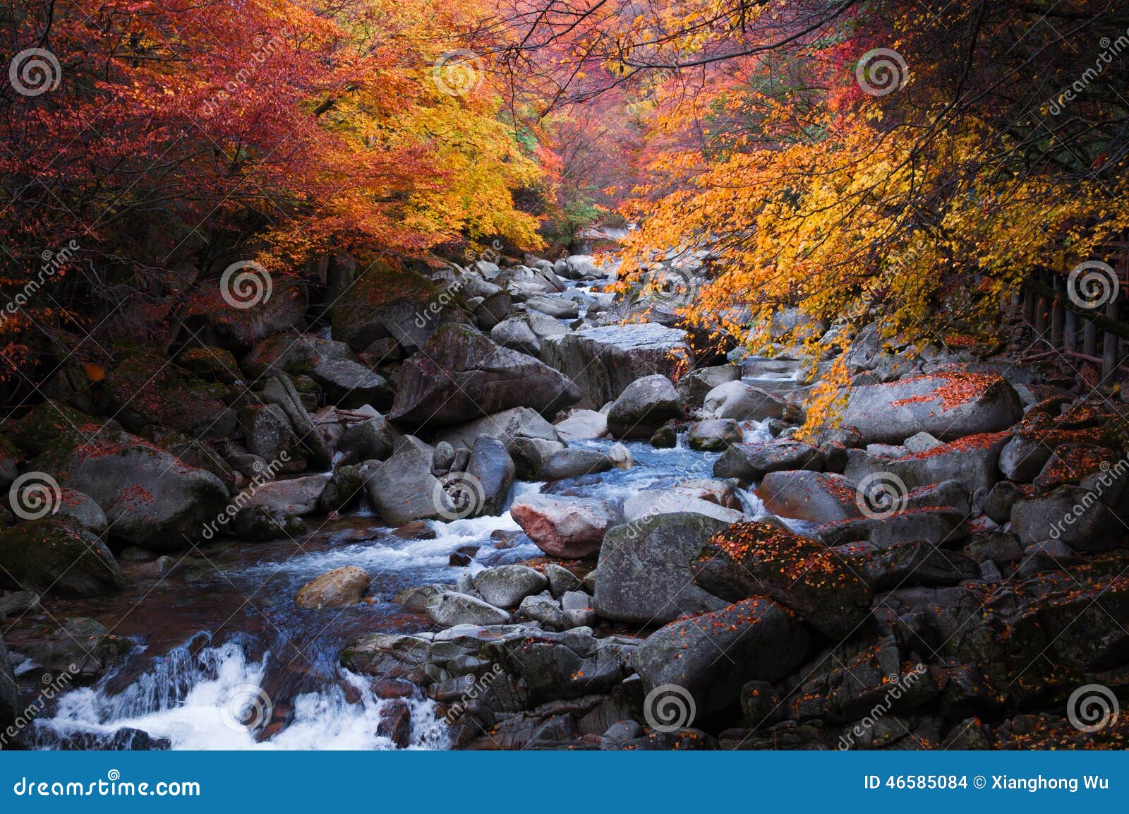 stream in golden fall forest