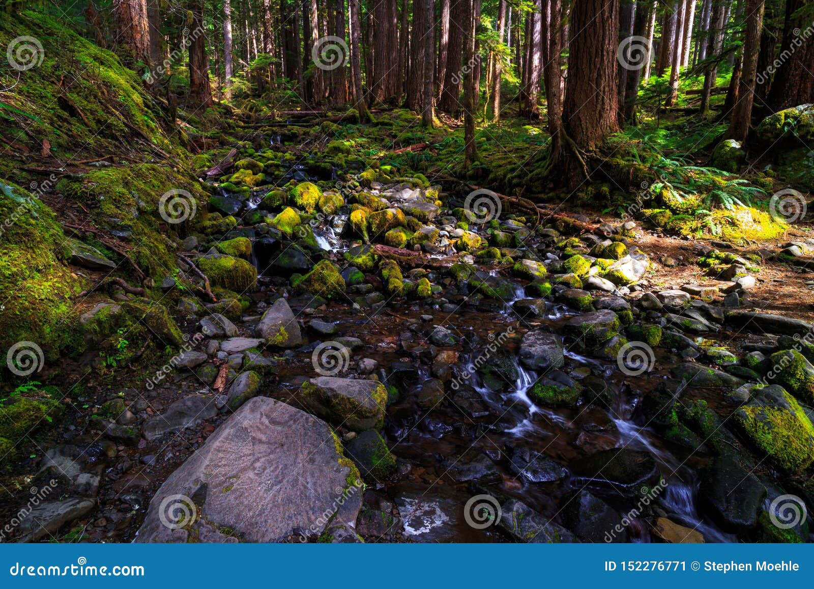 Stream in the Olympic National Forest, Olympic National Park Stock Image