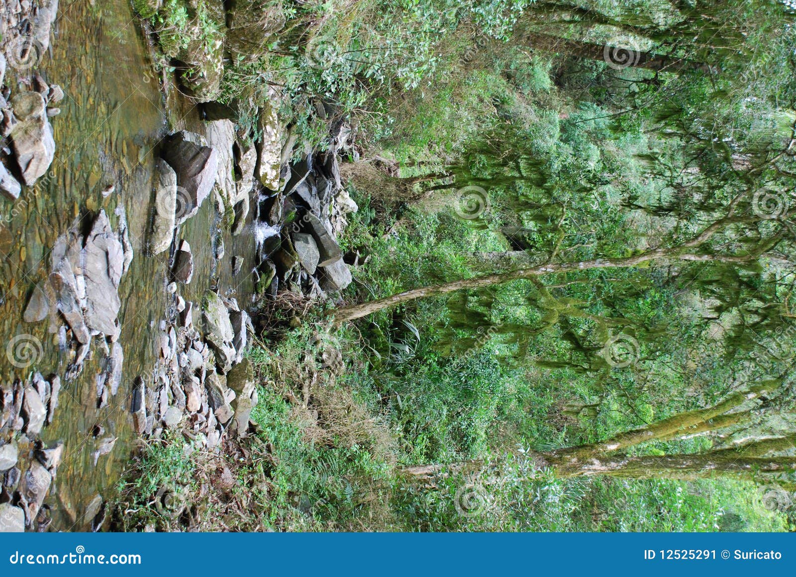 stream in tropical forest