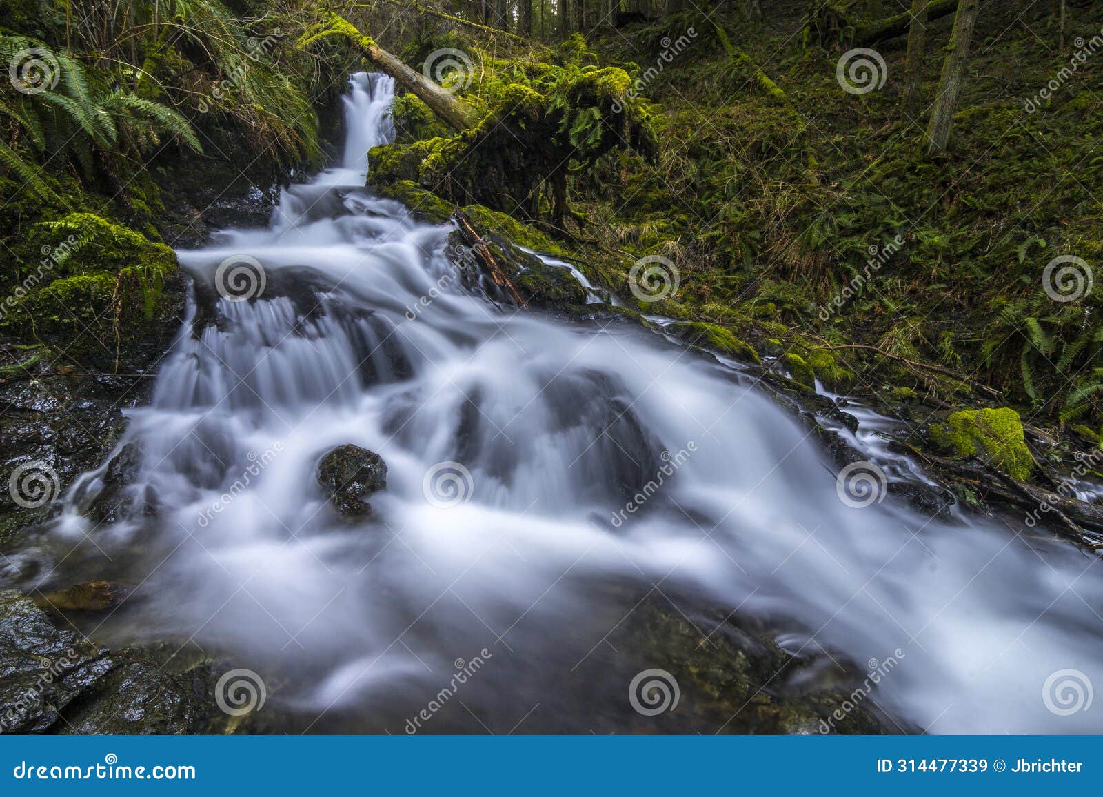 stream on orcas island in the puget sound of washington state.