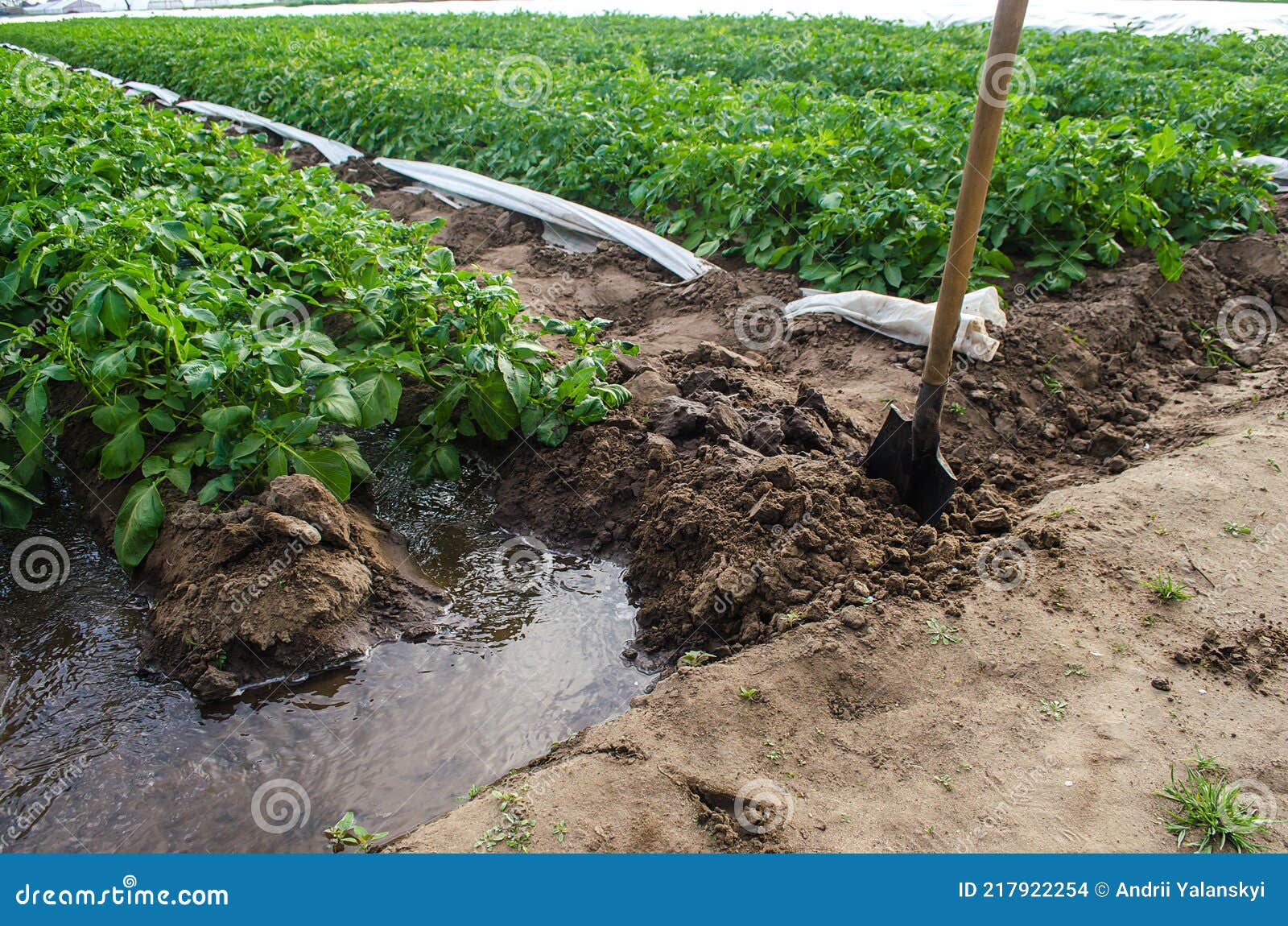a stream of water through a canal dug out by a shovel irrigates a plantation of potato bushes. agriculture industry. growing crops