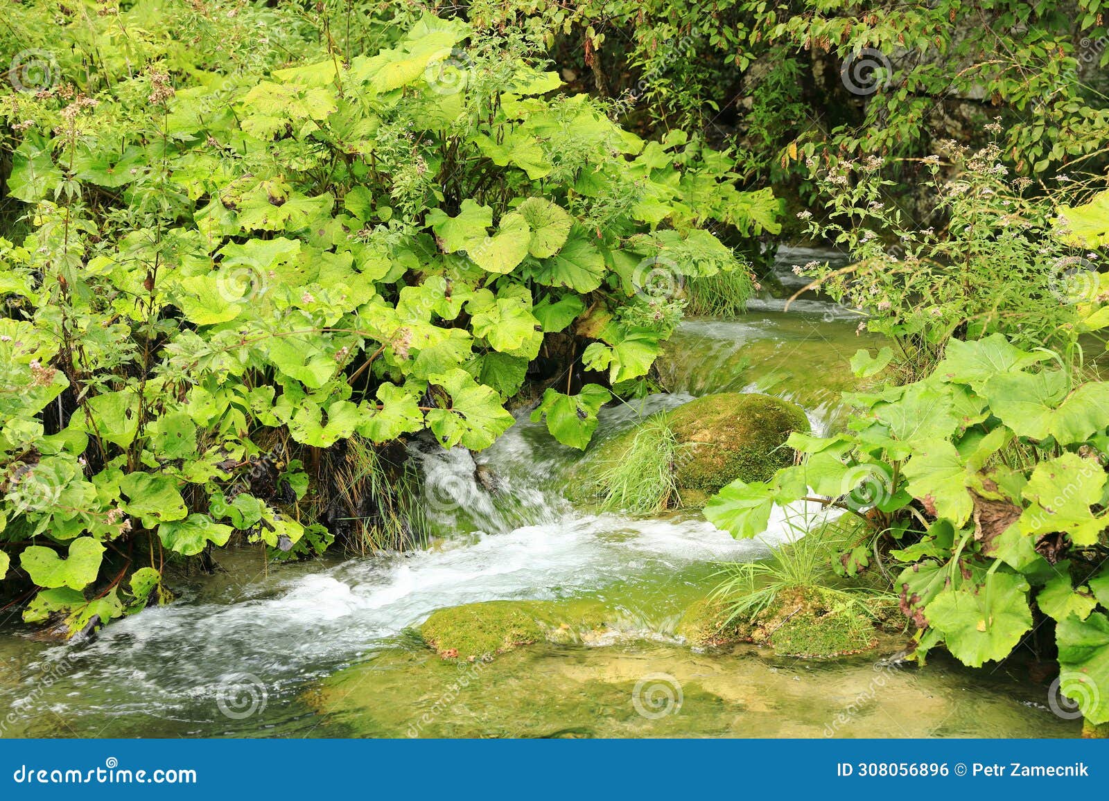 stream in wetlands on plitvicka jezera in croatia
