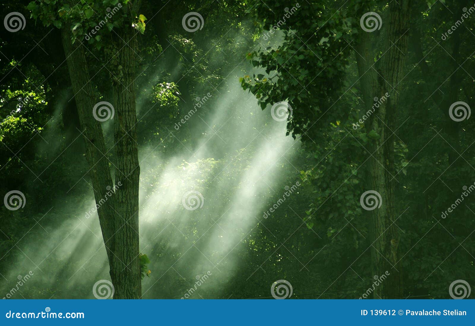 Streaming Light Through Forest Stock Photo Image Of Misty Green 139612
