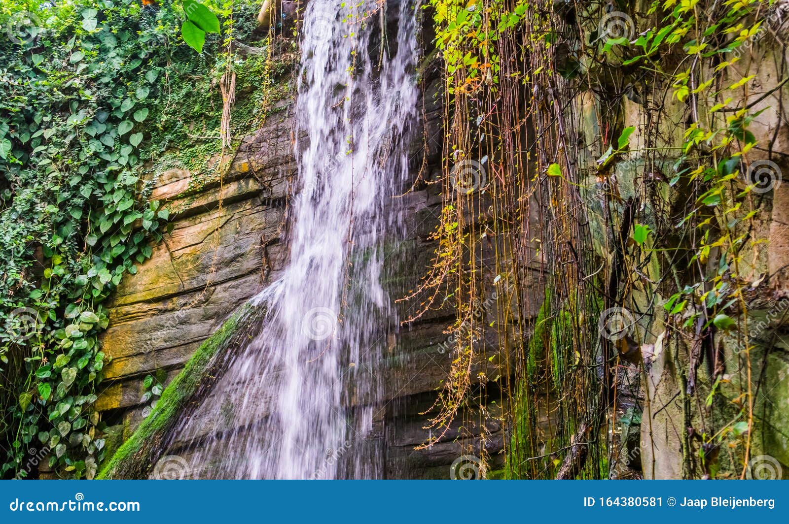 Streaming Water of a Cliff with Vine Plants, Tropical Nature Scenery