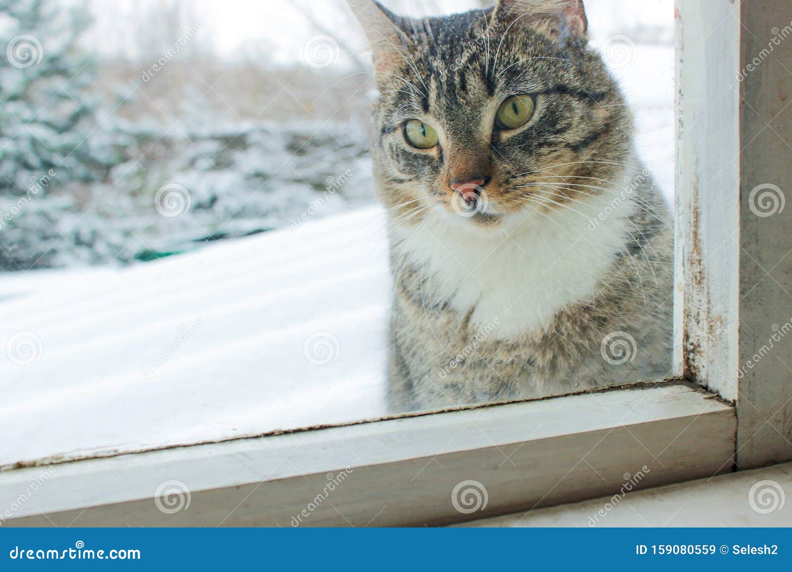 Winter Has Come, the Cat Outside the Window Asks for a Warm Home Stock Image - Image of snow, indoors: 159080559 Winter Has Come, the Cat Outside the Window Asks for a Warm Home Stock Image - Image of snow, indoors: 159080559