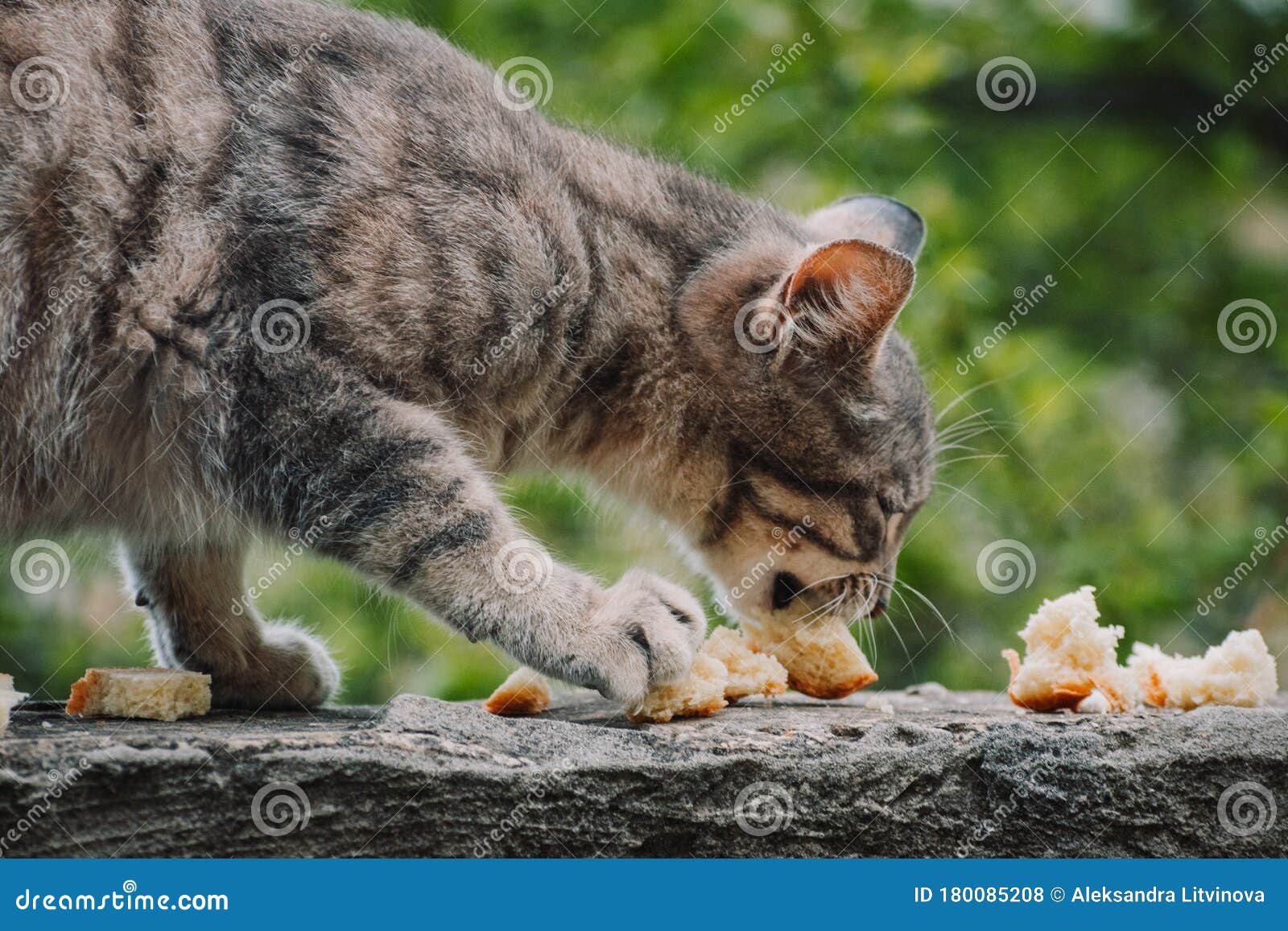 cat eating bread