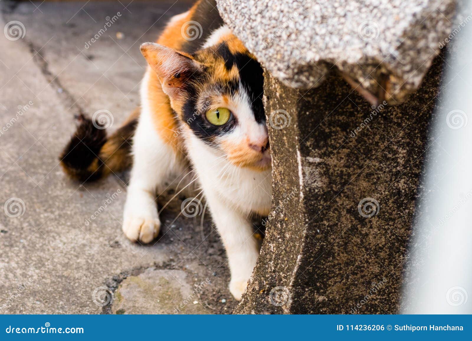 street cat isolate on background,front view from the top