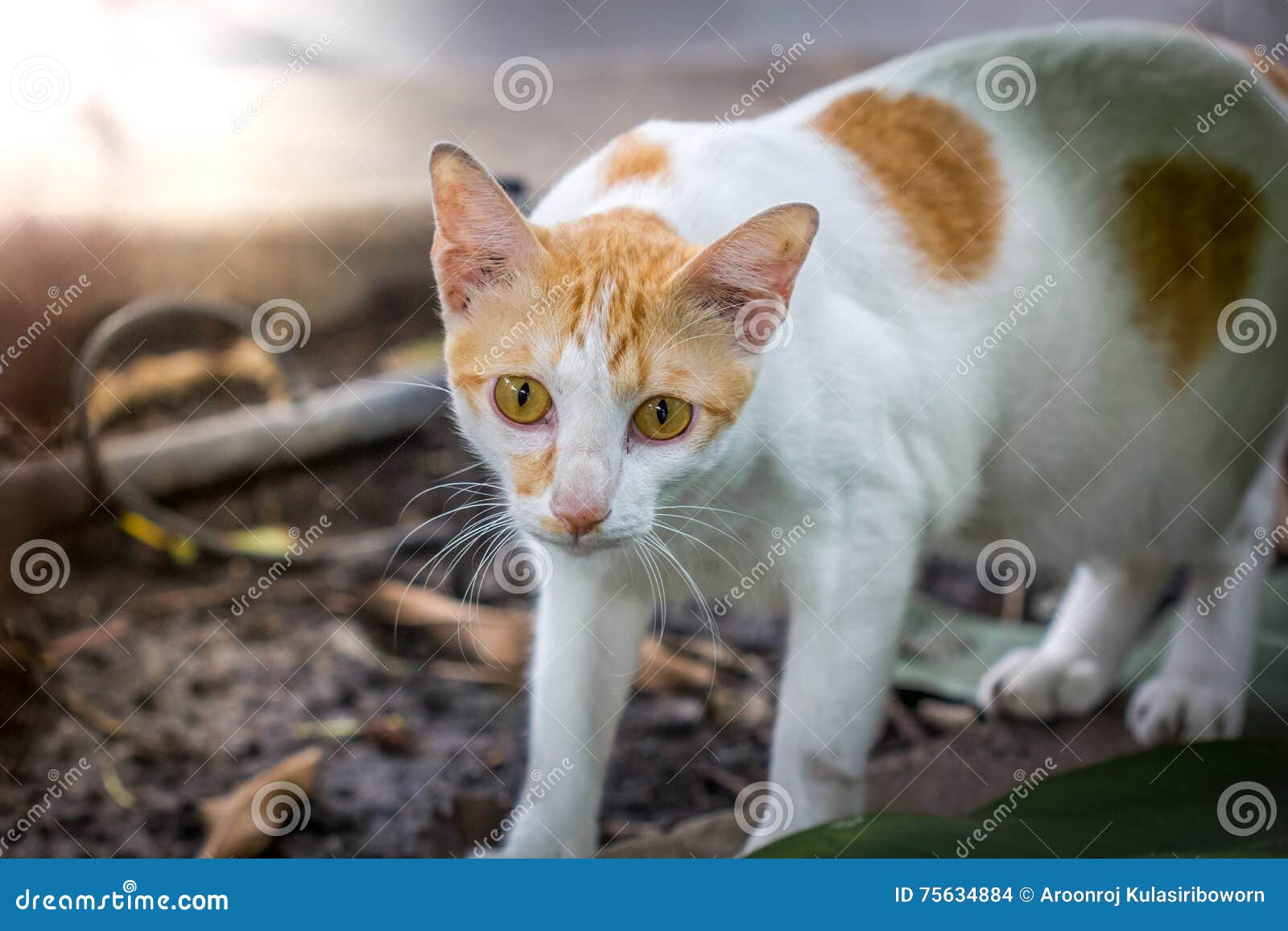 orange colour cat