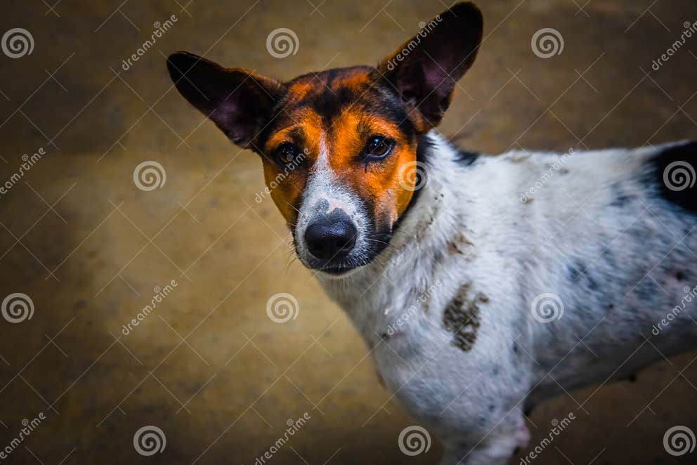 Street Dog at Dhaka City stock image. Image of happy - 319266259