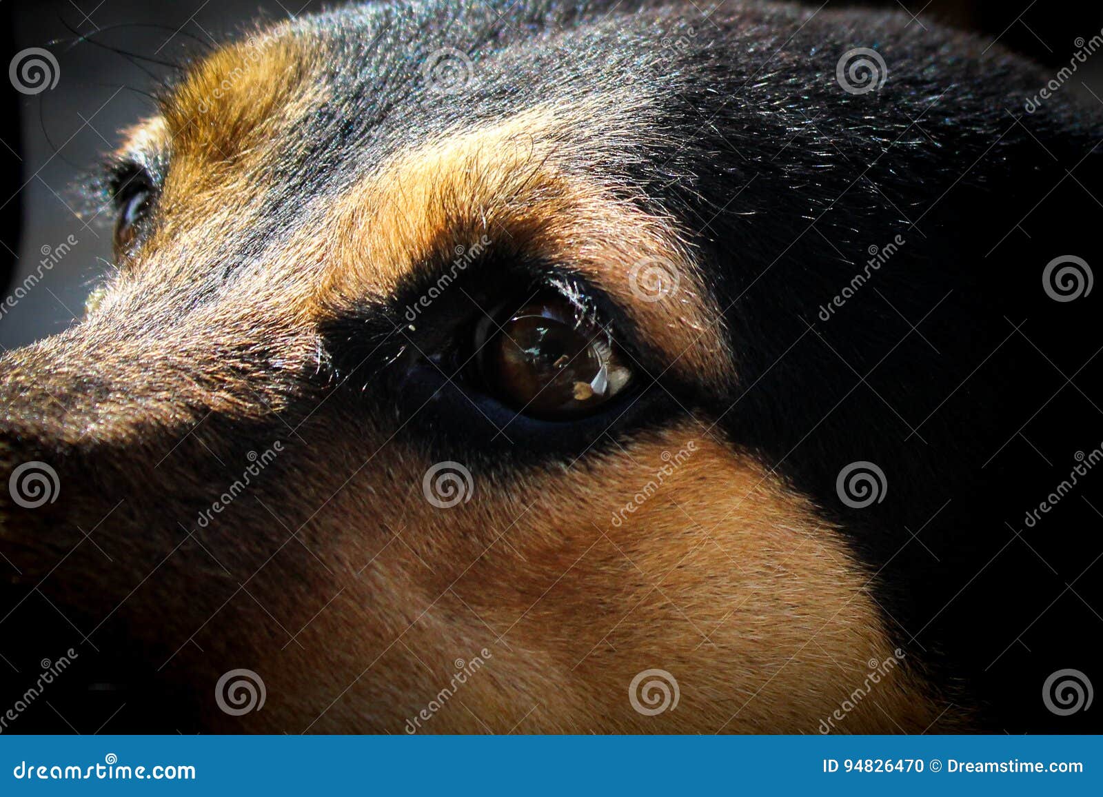 street dog eye