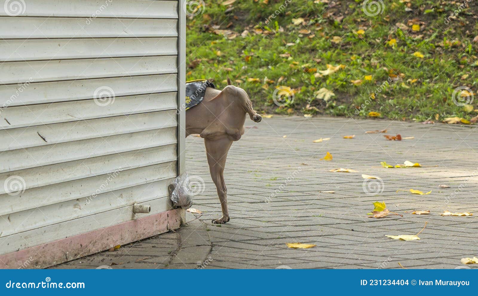 Dog Is Urinating Or Peeing On Green Grass At Public Park Royalty Free dog-is-urinating-or-peeing-on-green-grass-at-public-park-royalty-free