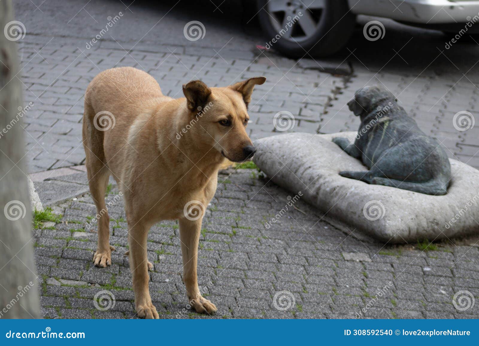 street dogs in moda kadikoy istanbul