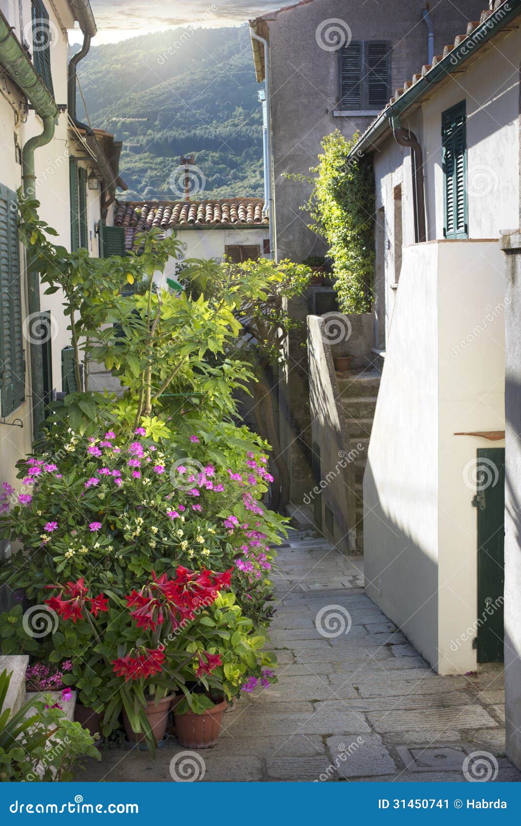 street in marciana town with flowering plants