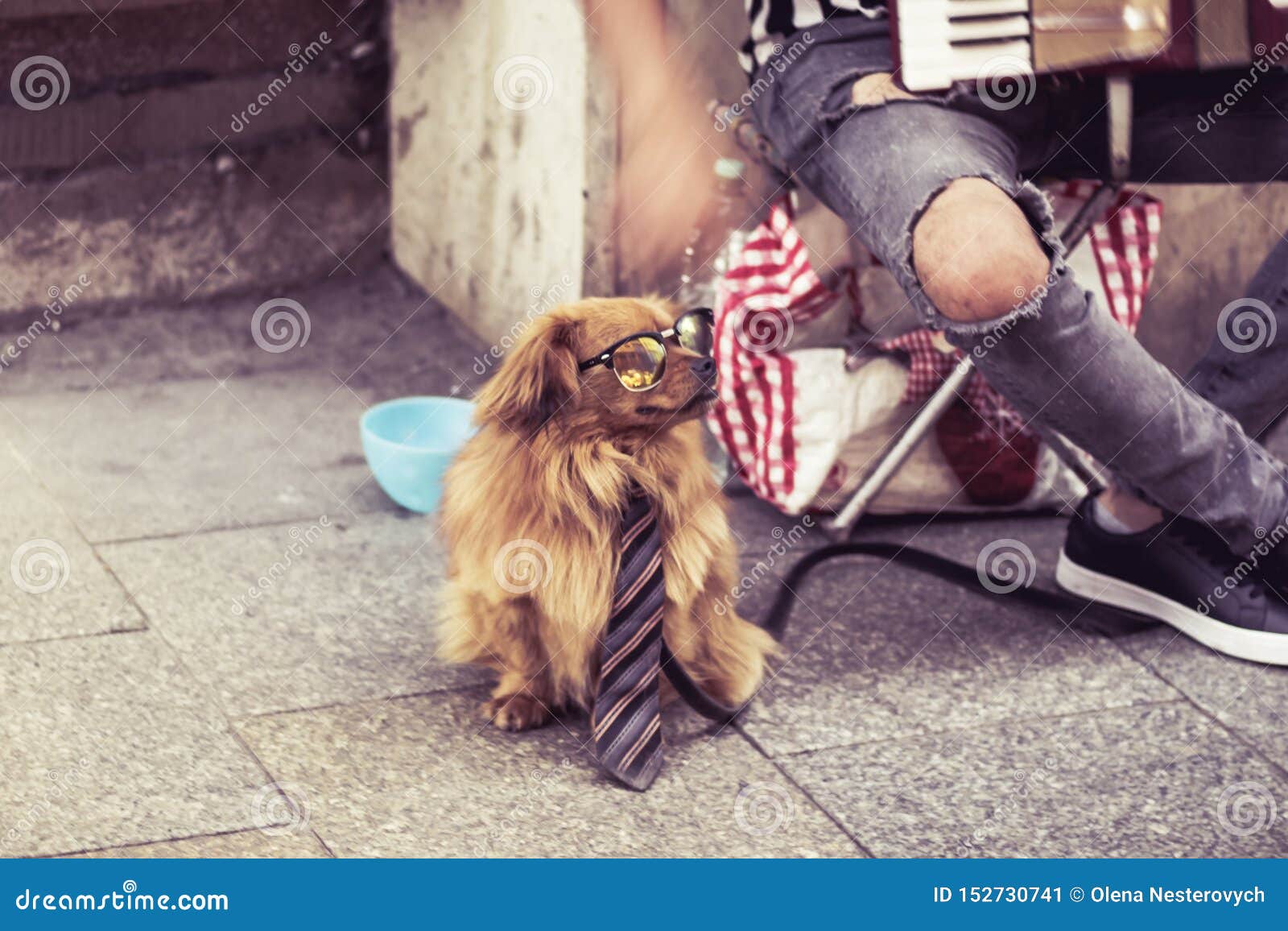 street musician, busker with dog in glasses and tie in krakow, poland
