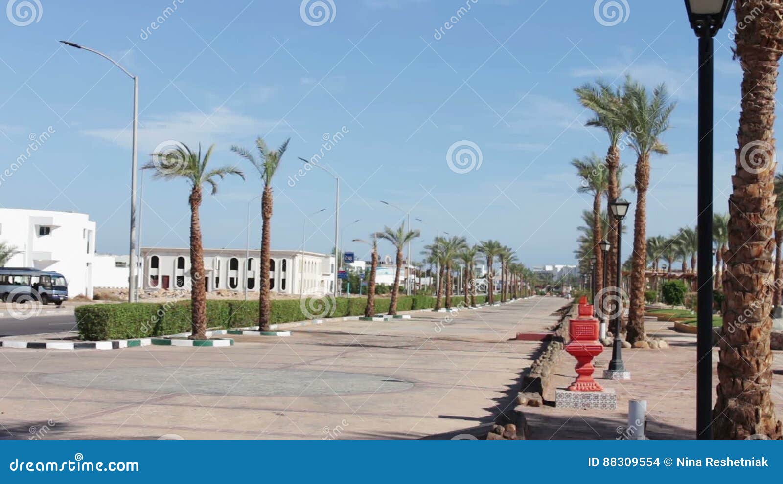 Street with Palm Trees in Egypt Stock Footage Video of county