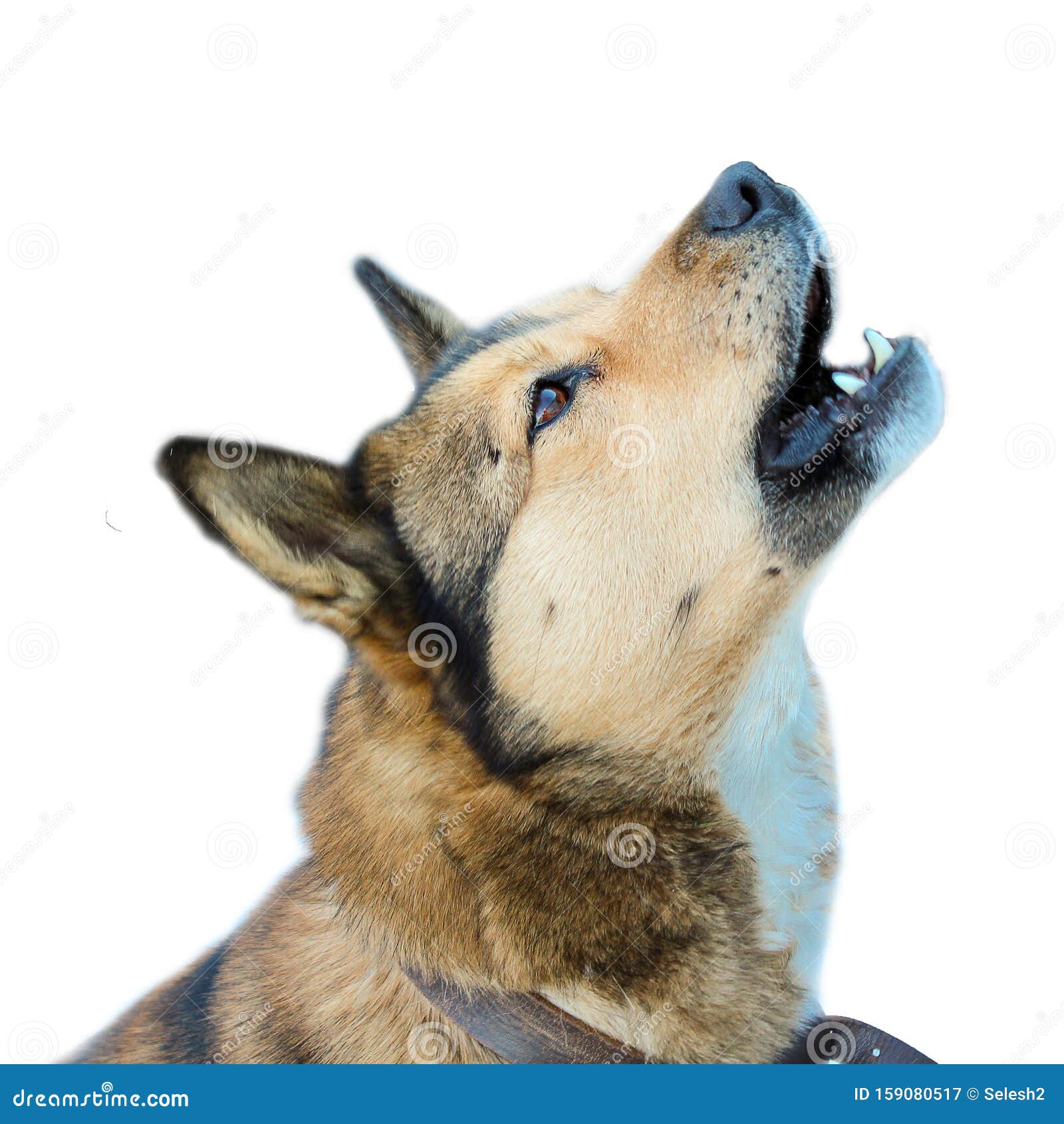 Barking Dog On White Background Guard Dog Stock Image Barking Dog On White Background Guard Dog Stock Image
