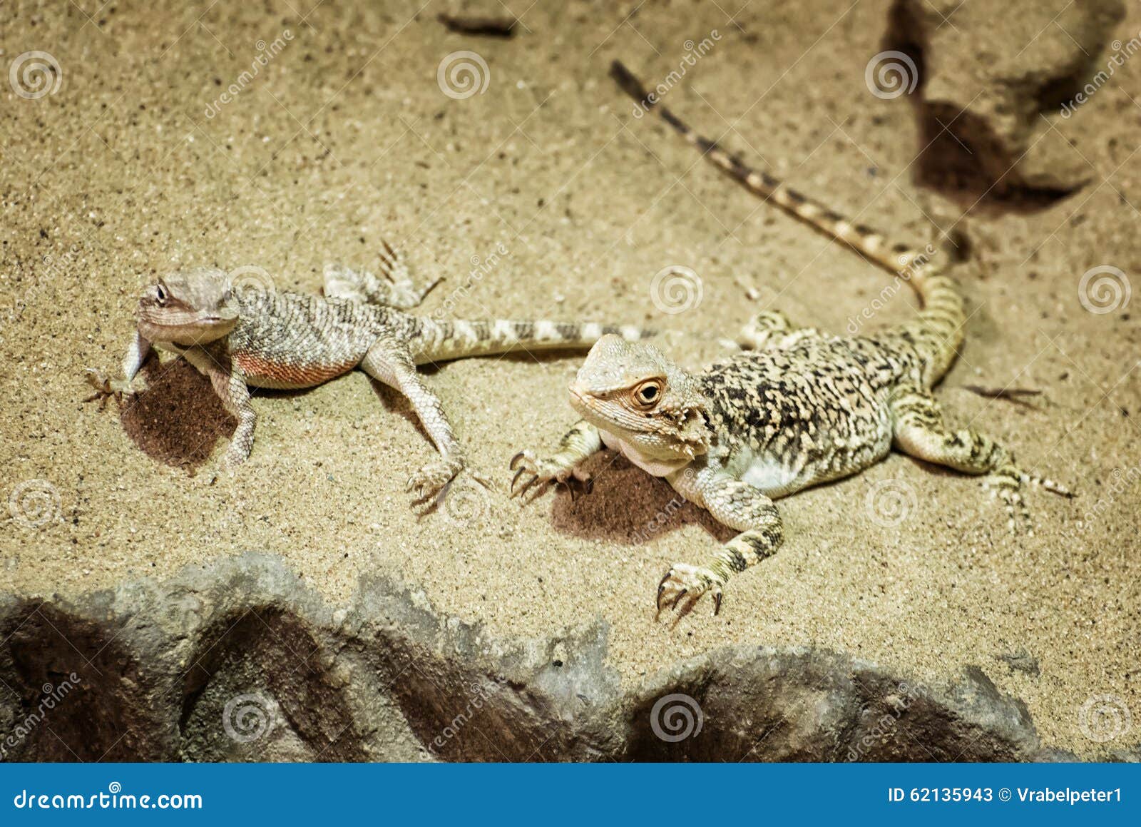 Streifenköpfige Bartagame Im Sand Stockbild - Streifenk%C3%B6pfige Bartagame Im SanD 62135943