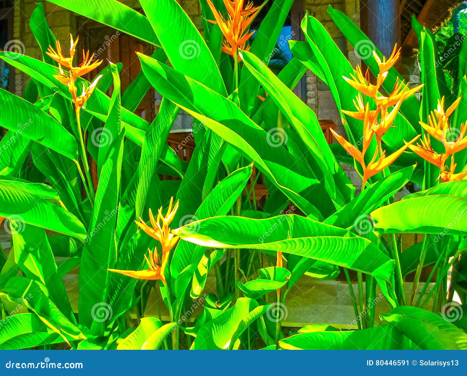 Strelitzia De Fleur Paradis Doiseau En île De Bali Image