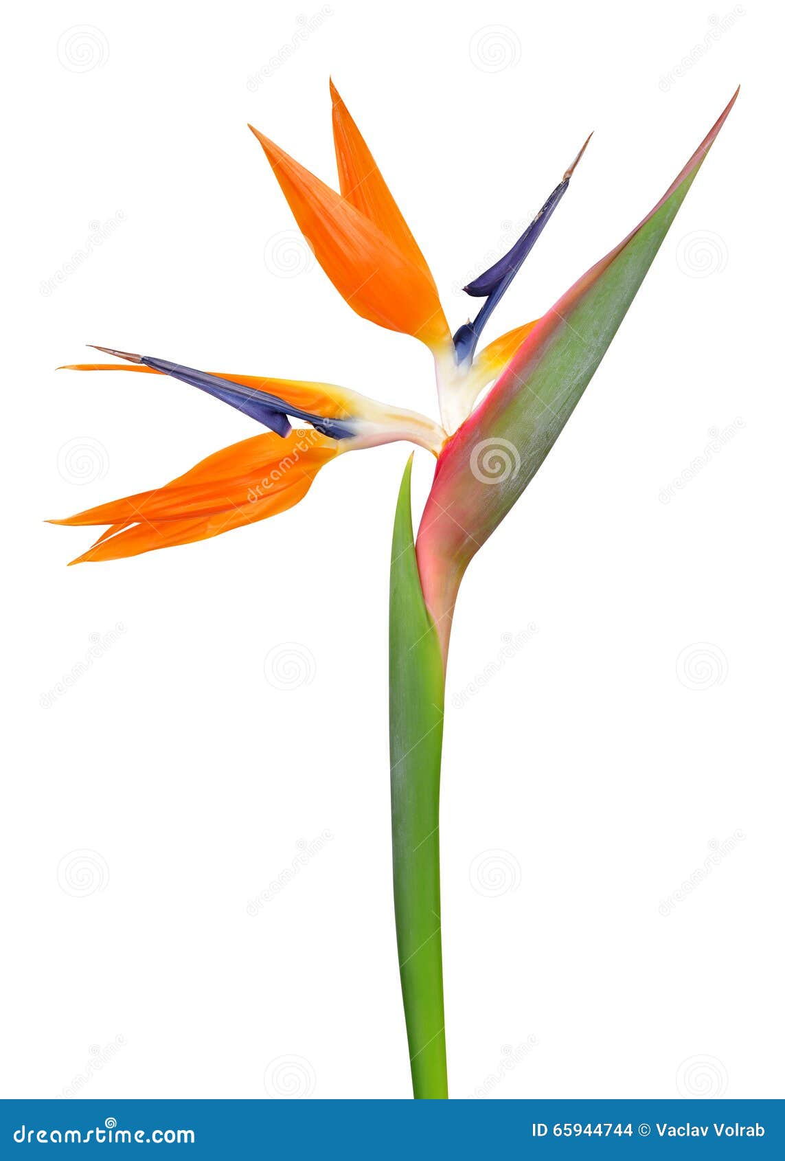 strelitzia reginae, bird of paradise flower