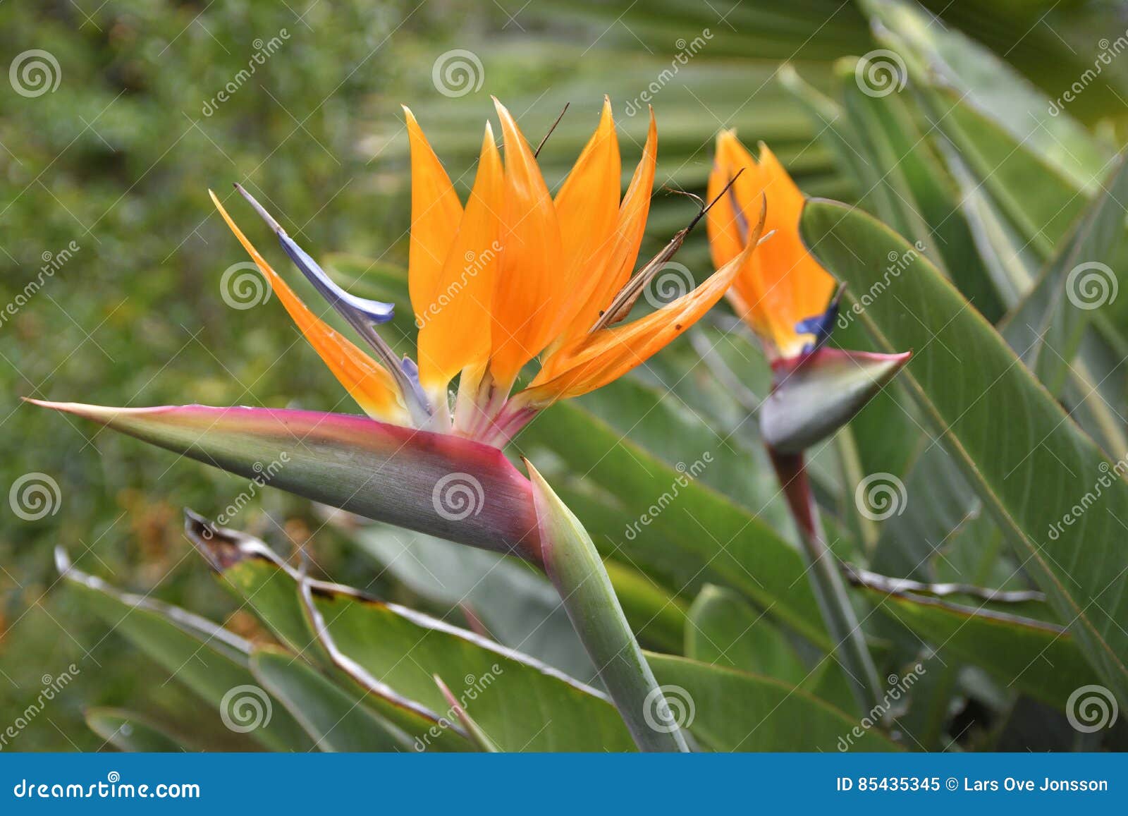 Strelitzia reginae del fiore della gru dal parco botanico. Crane lo strelitzia reginae del fiore in un parco botanico su Tenerife