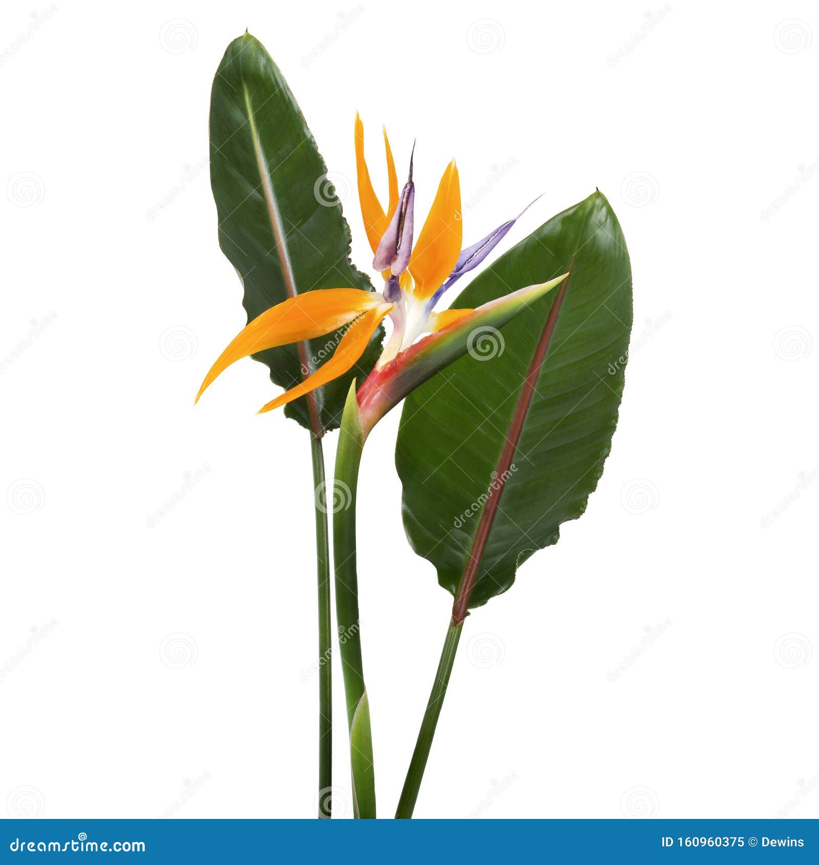 strelitzia reginae flower with leaves, bird of paradise flower, tropical flower  on white background, with clipping path