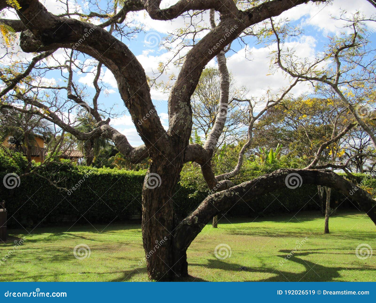 the strength of the `cerrado` sucupira tree