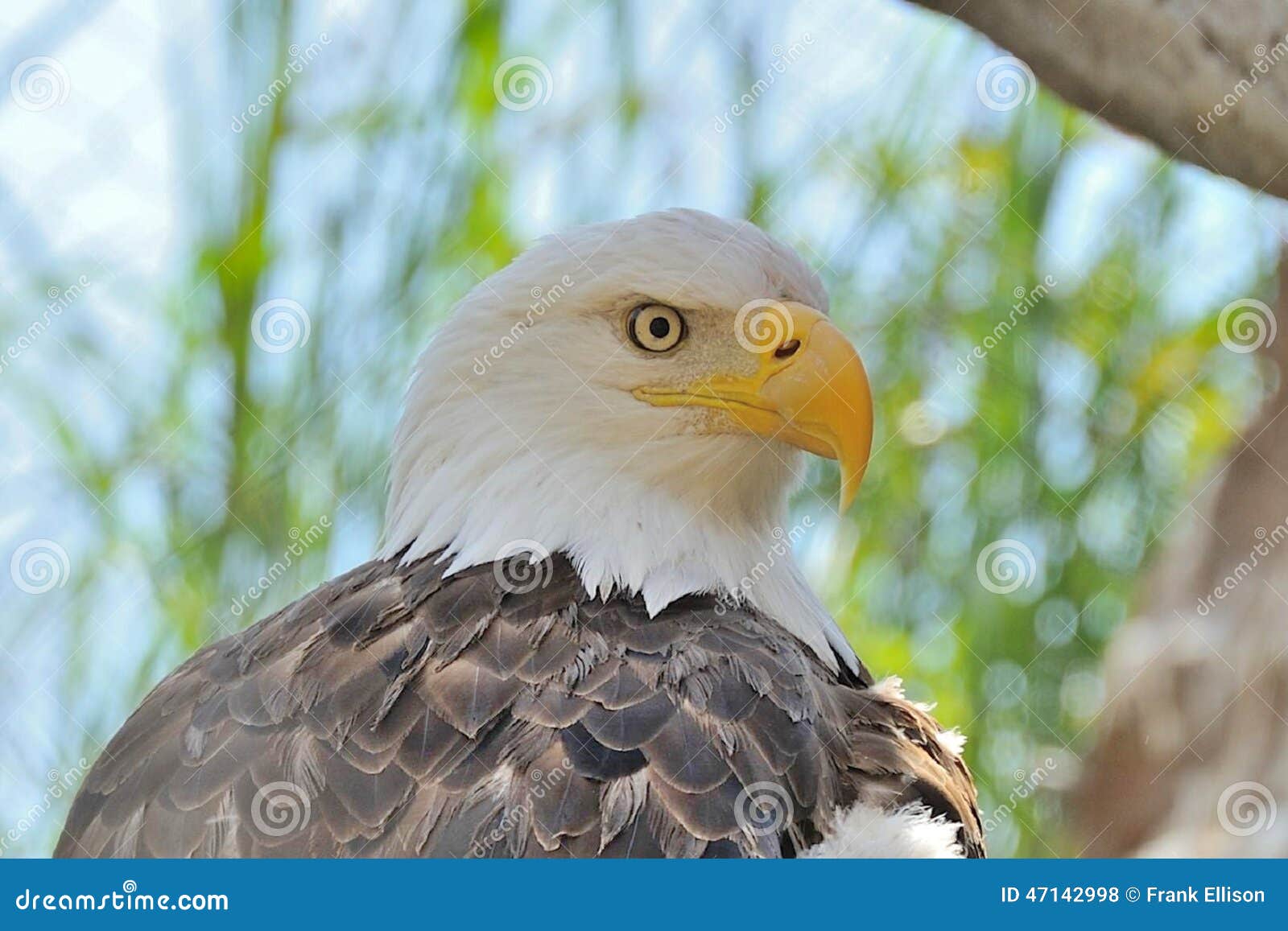 Strength and Power stock photo. Image of eagle, bald 47142998