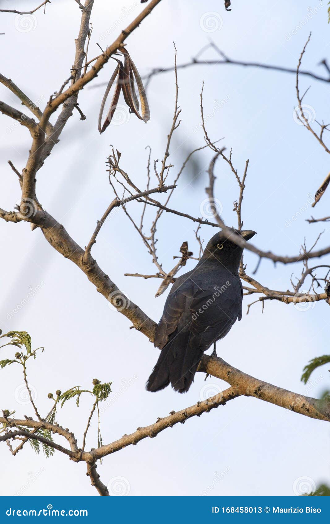 strepera fuliginosa, a crow like bird