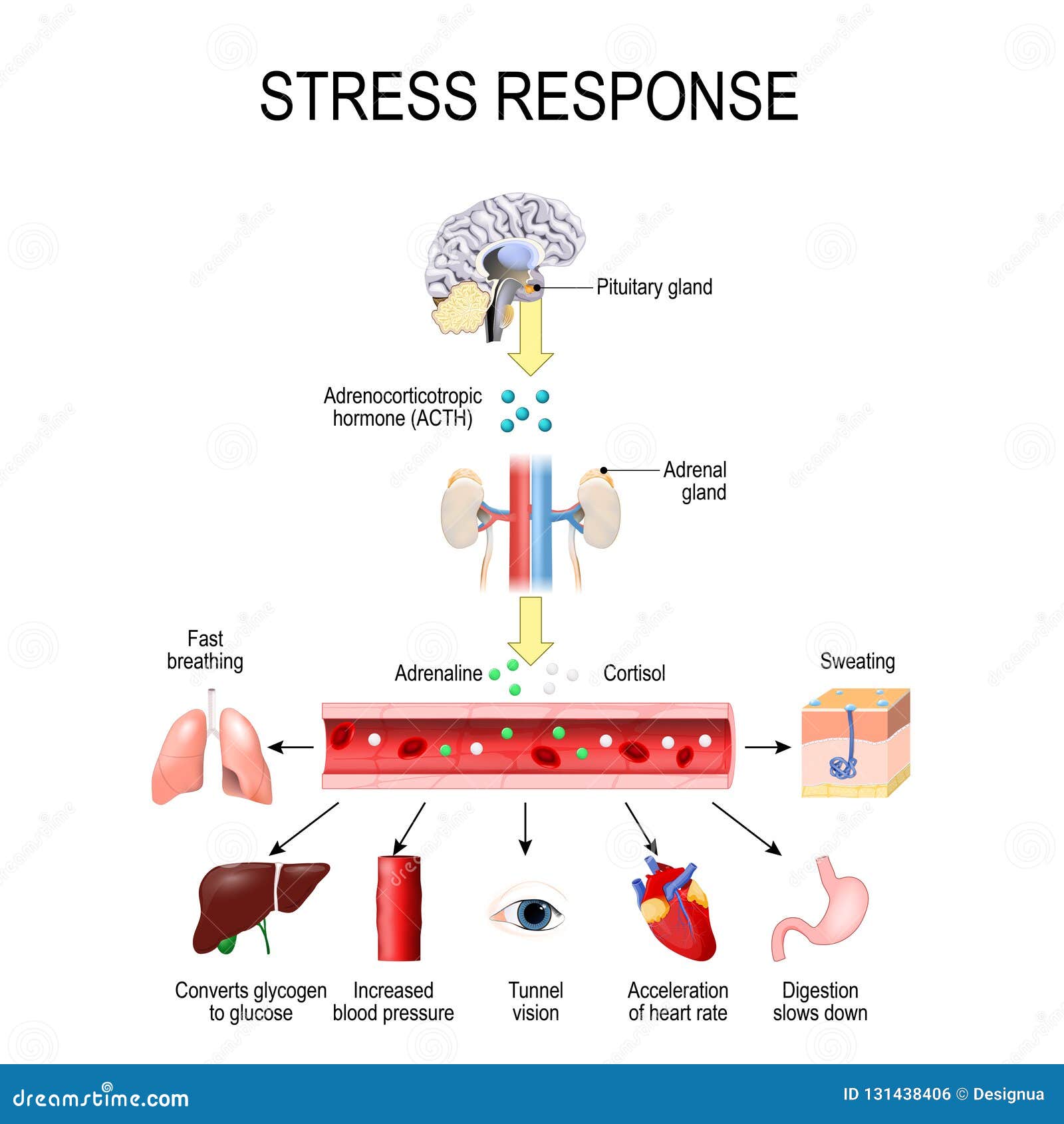 stress response. activation of the stress system. stress is a main cause of high levels of adrenaline and cortisol secretion.