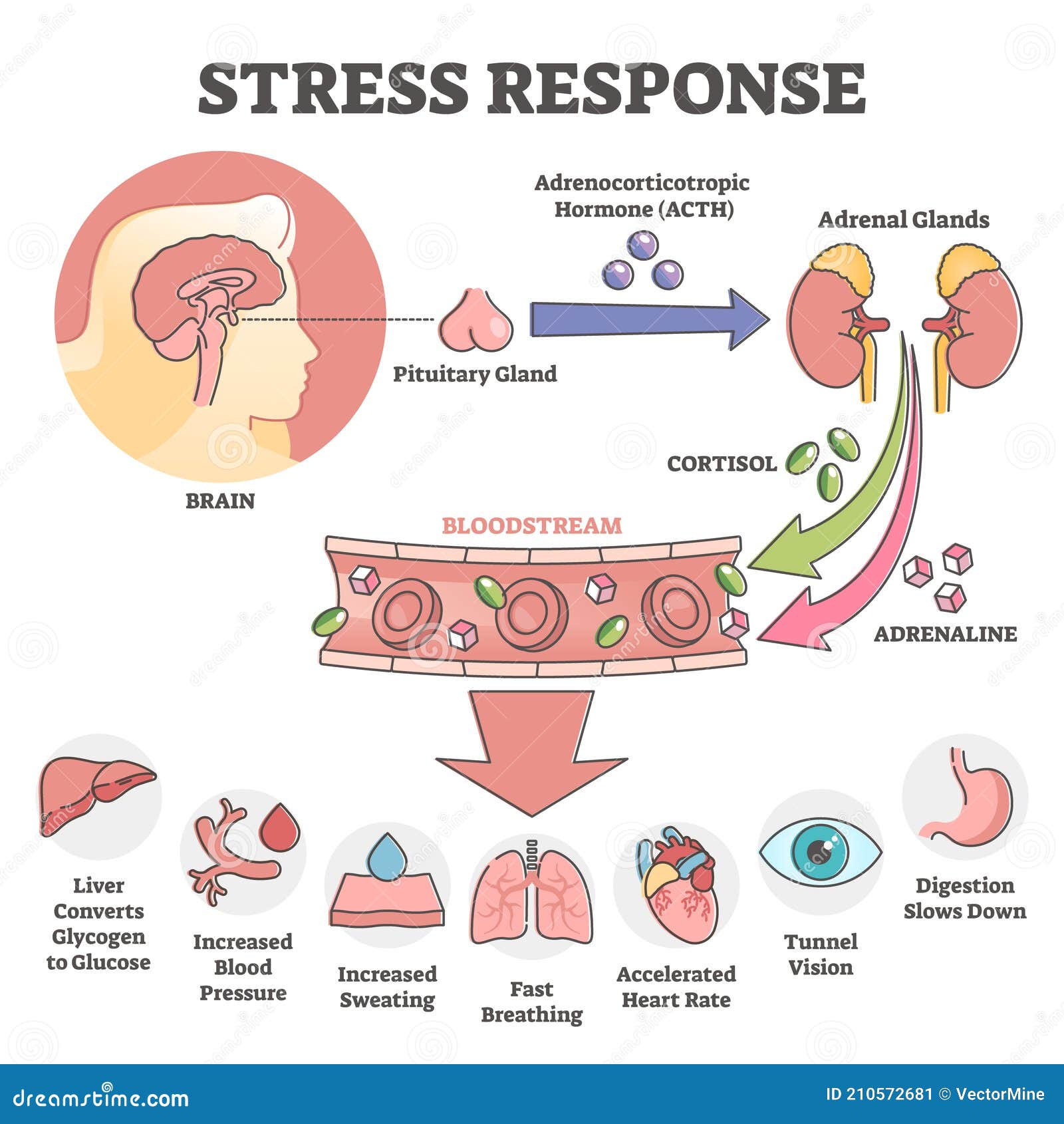 stress response anatomical scheme with body inner reaction outline concept