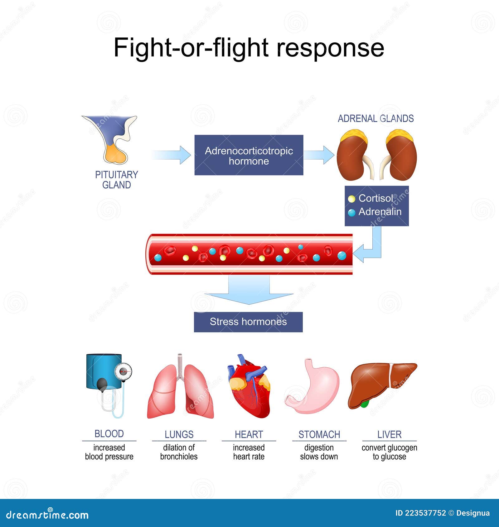 stress response. hormone cortisol and adrenalin