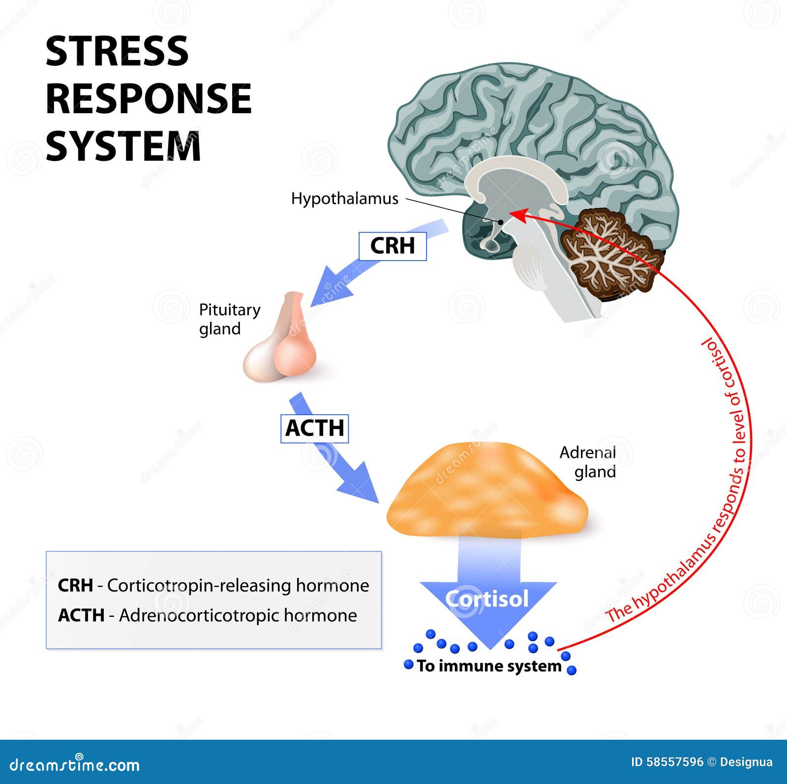 stress response system