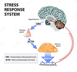 Stress Cartoons Illustrations Vector Stock Images 265367 Pictures 
