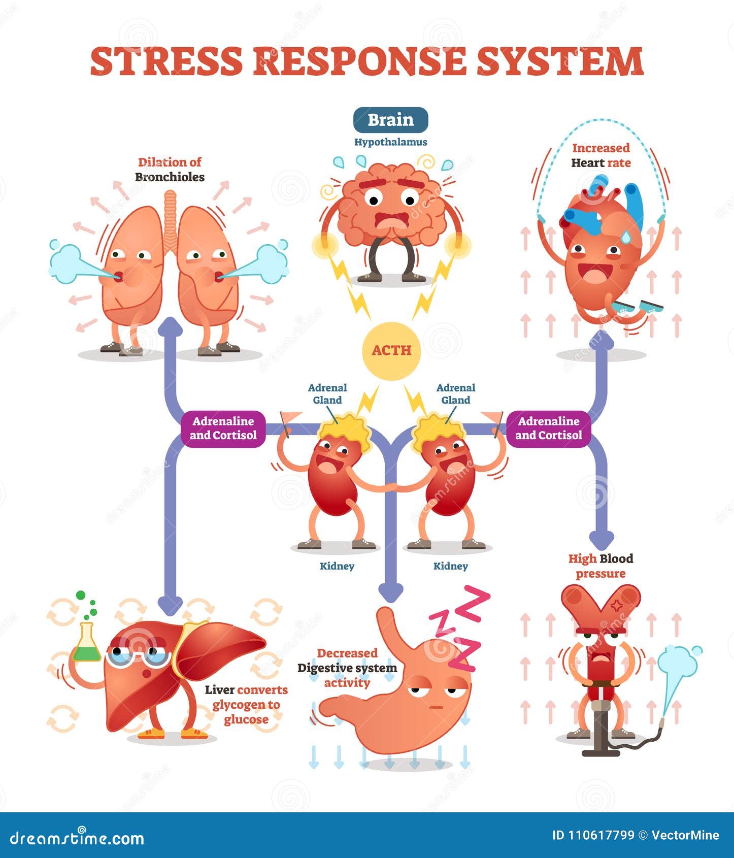 stress response system   diagram, nerve impulses scheme.