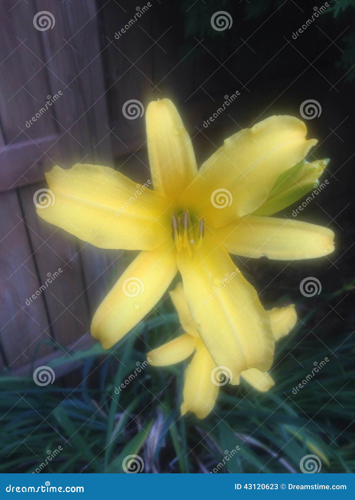 Stretch flower stock image. Image of garden, flower, yellow 43120623
