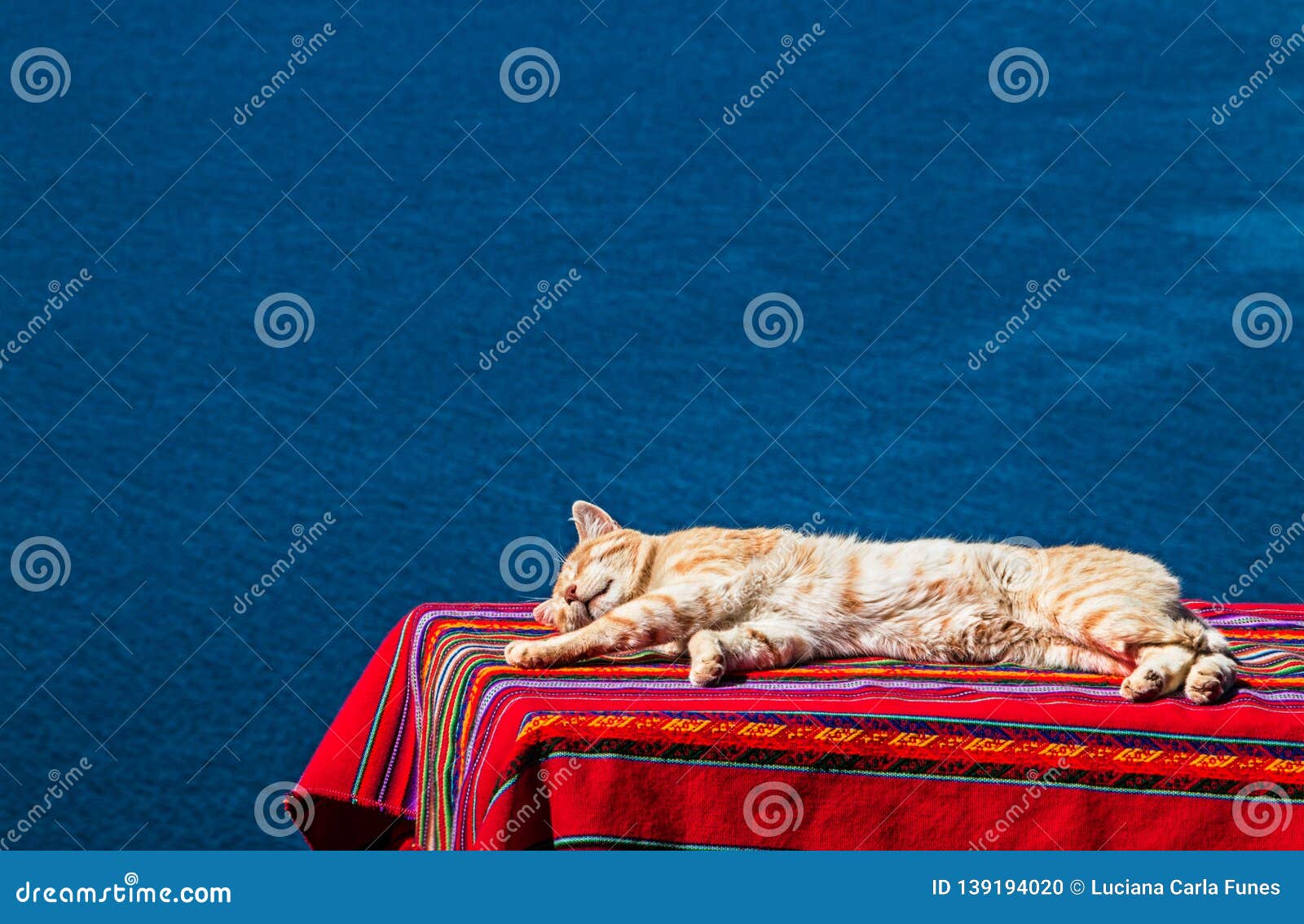 cat nap with titikaka lake background