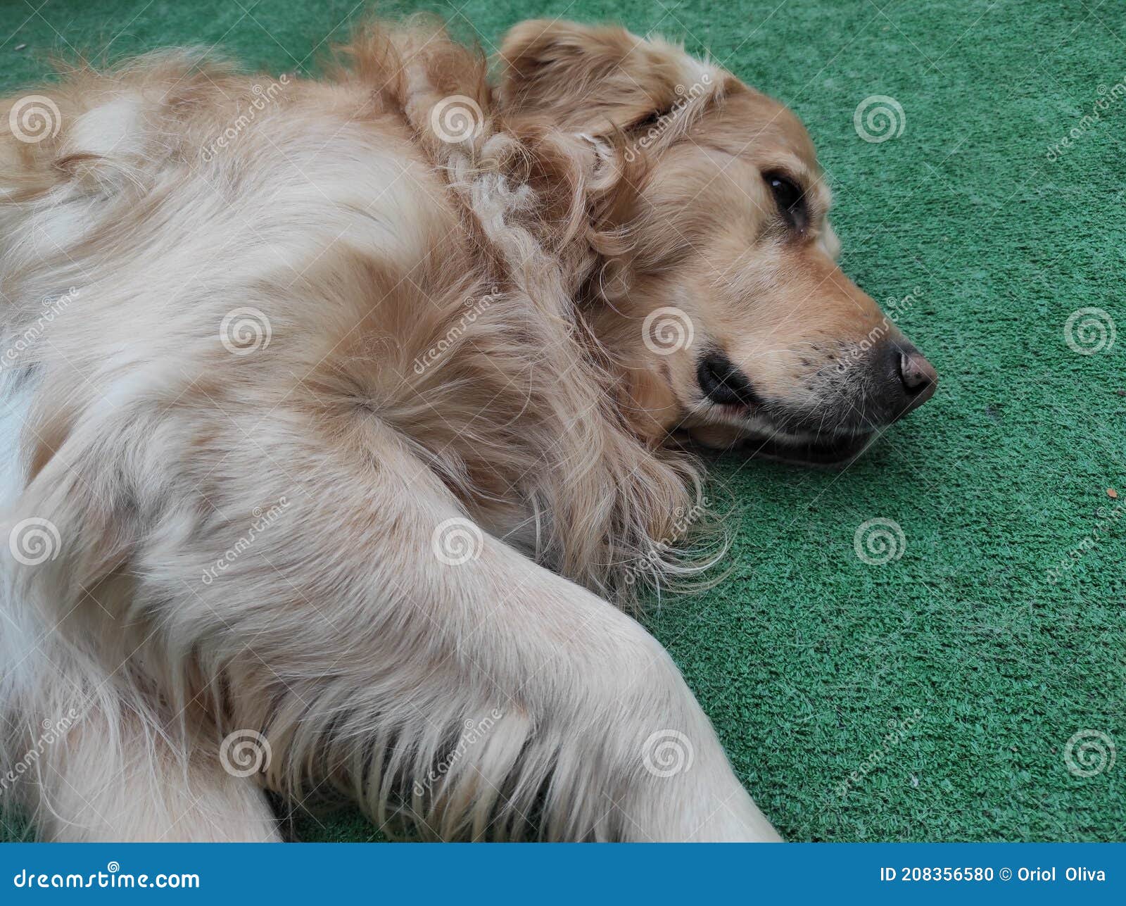 stretched out golden retriever dog resting on artificial grass floor