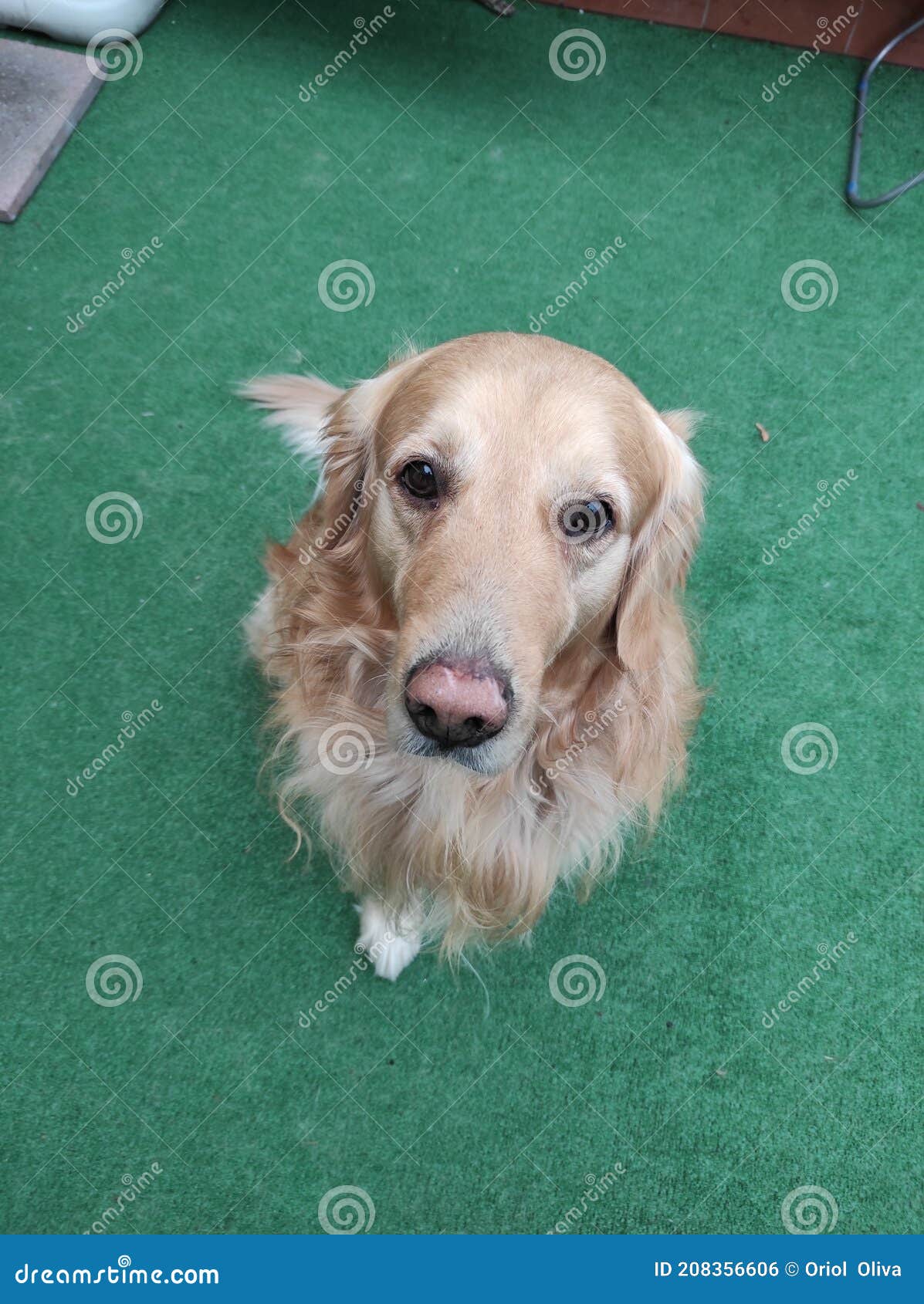 stretched out golden retriever dog resting on artificial grass floor