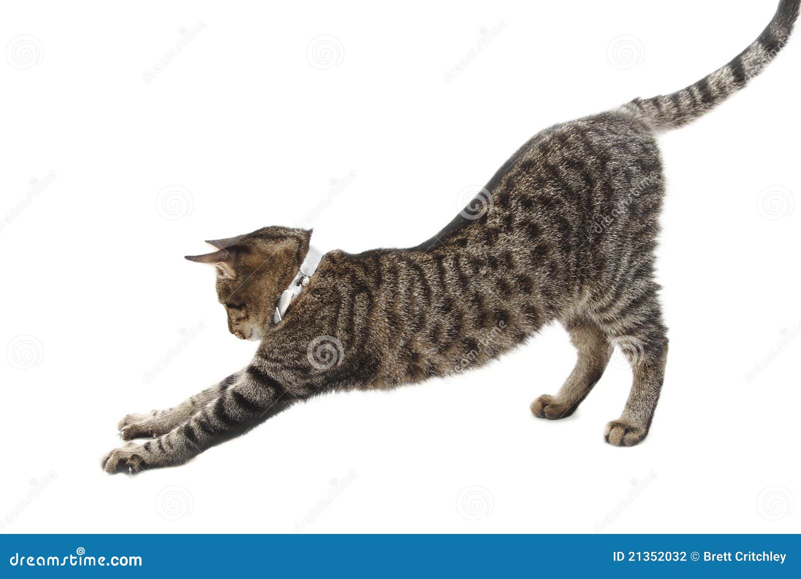 stretching cat