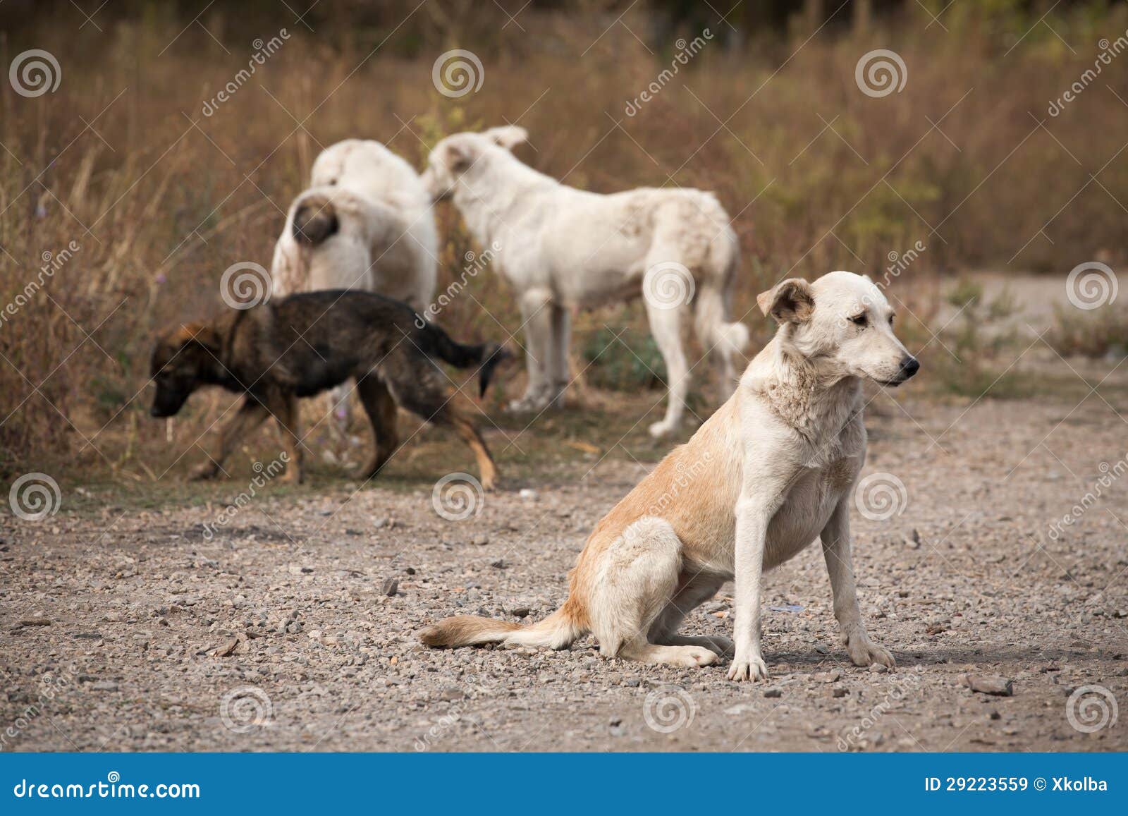 Streunende Hunde stockbild. Bild von mistreated, ideen 29223559