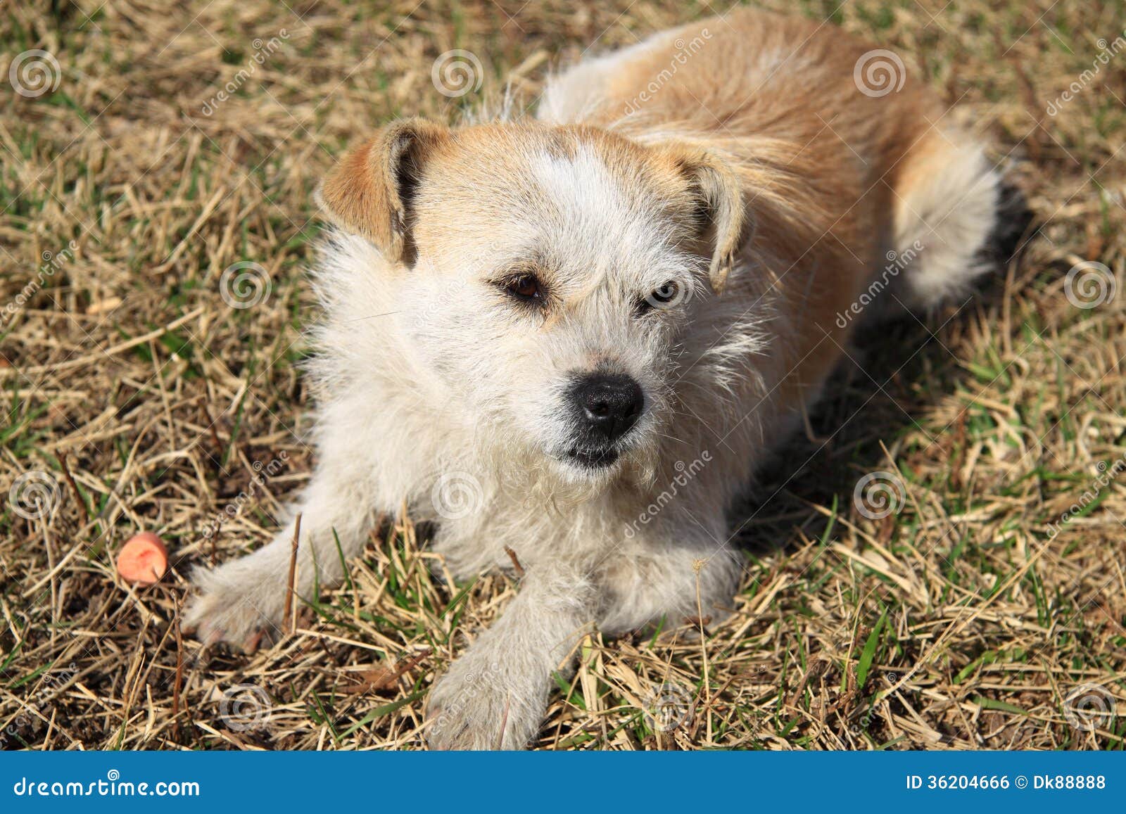 Streunende Hunde stockfoto. Bild von merkmal, kopf, gras 36204666