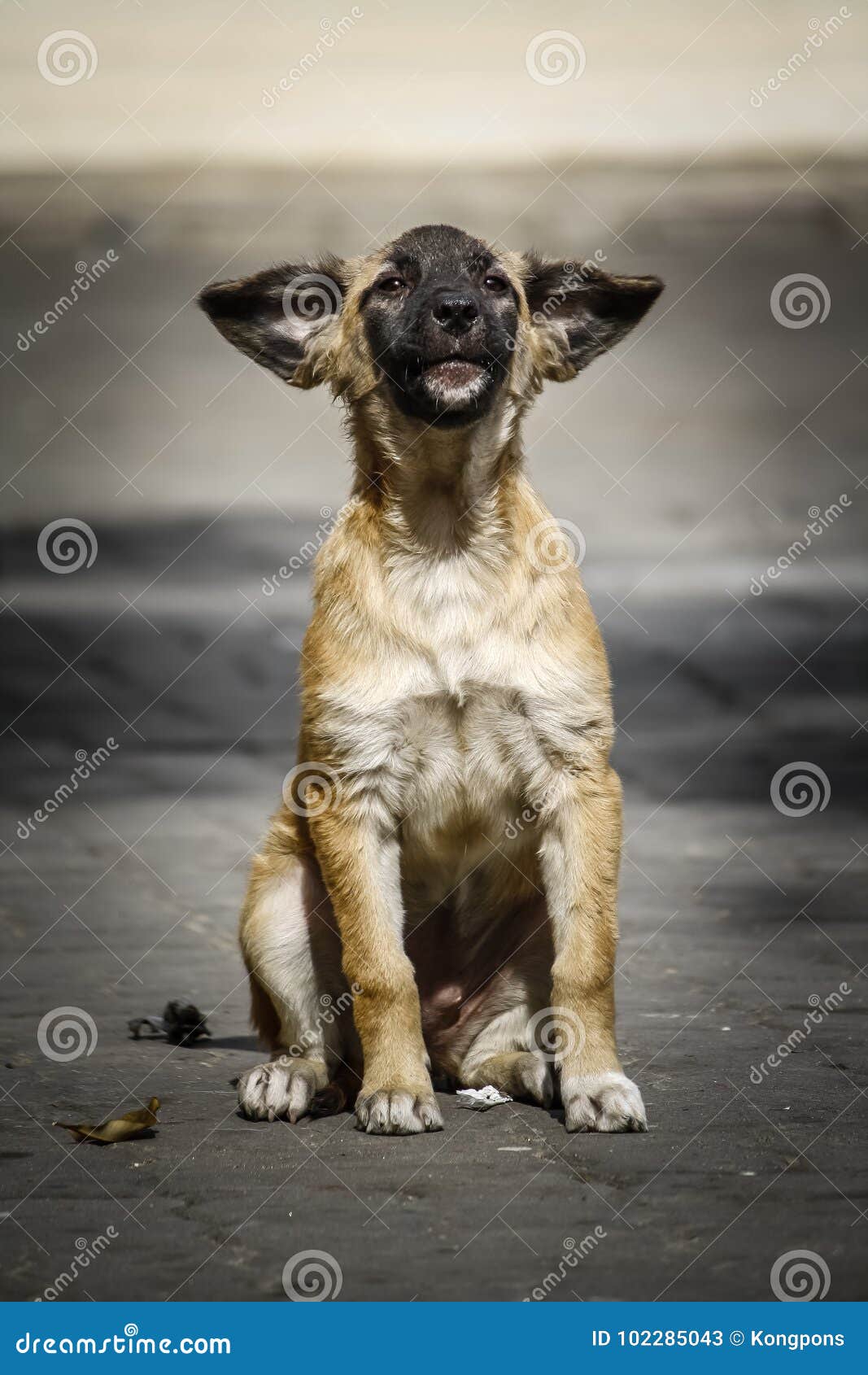 Streunende Hunde Im Tempel, Thailand Stockbild Bild von hunde