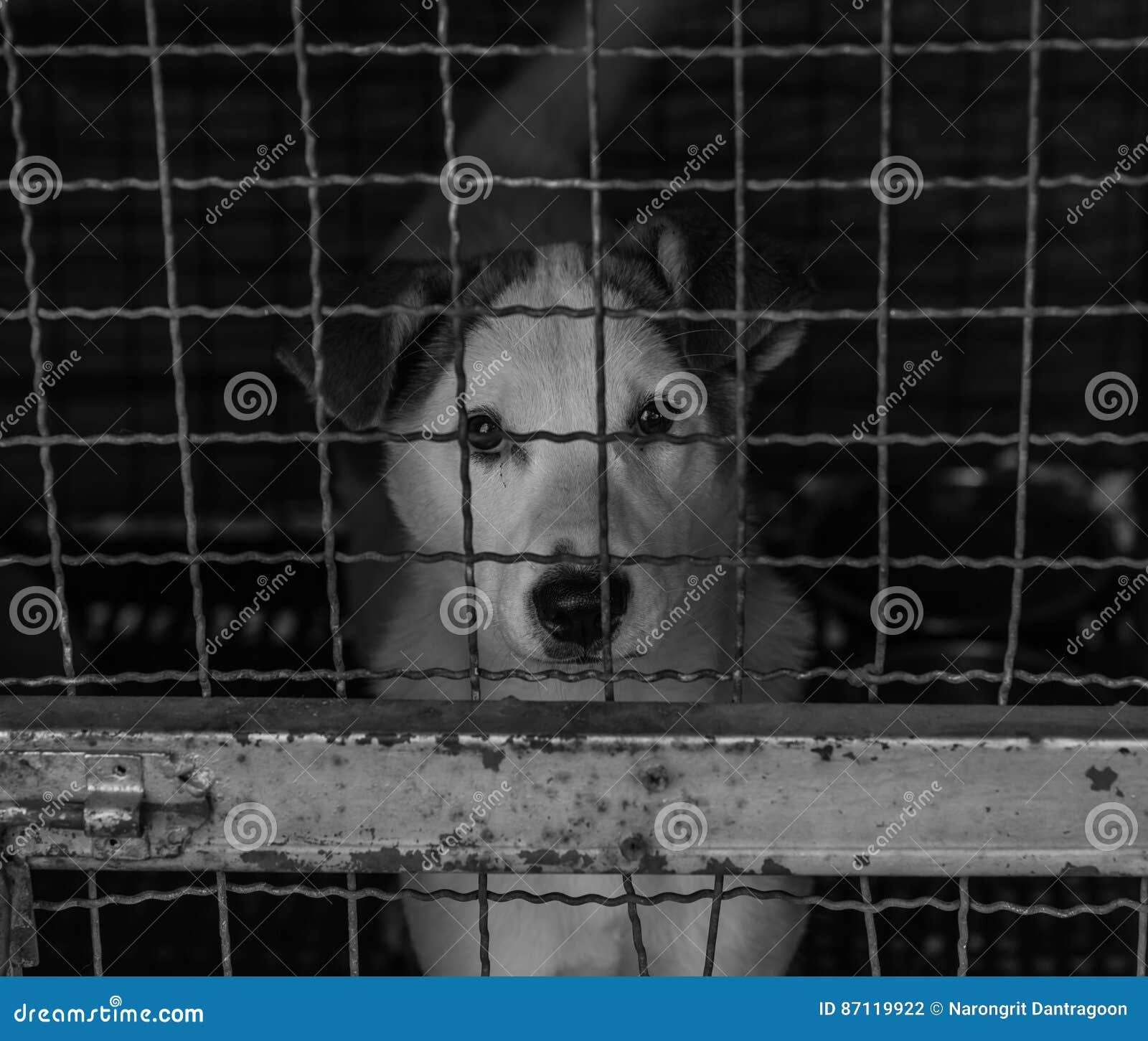 Streunender Hund Im Kafig Stockfoto Bild Von Kafig Streunender